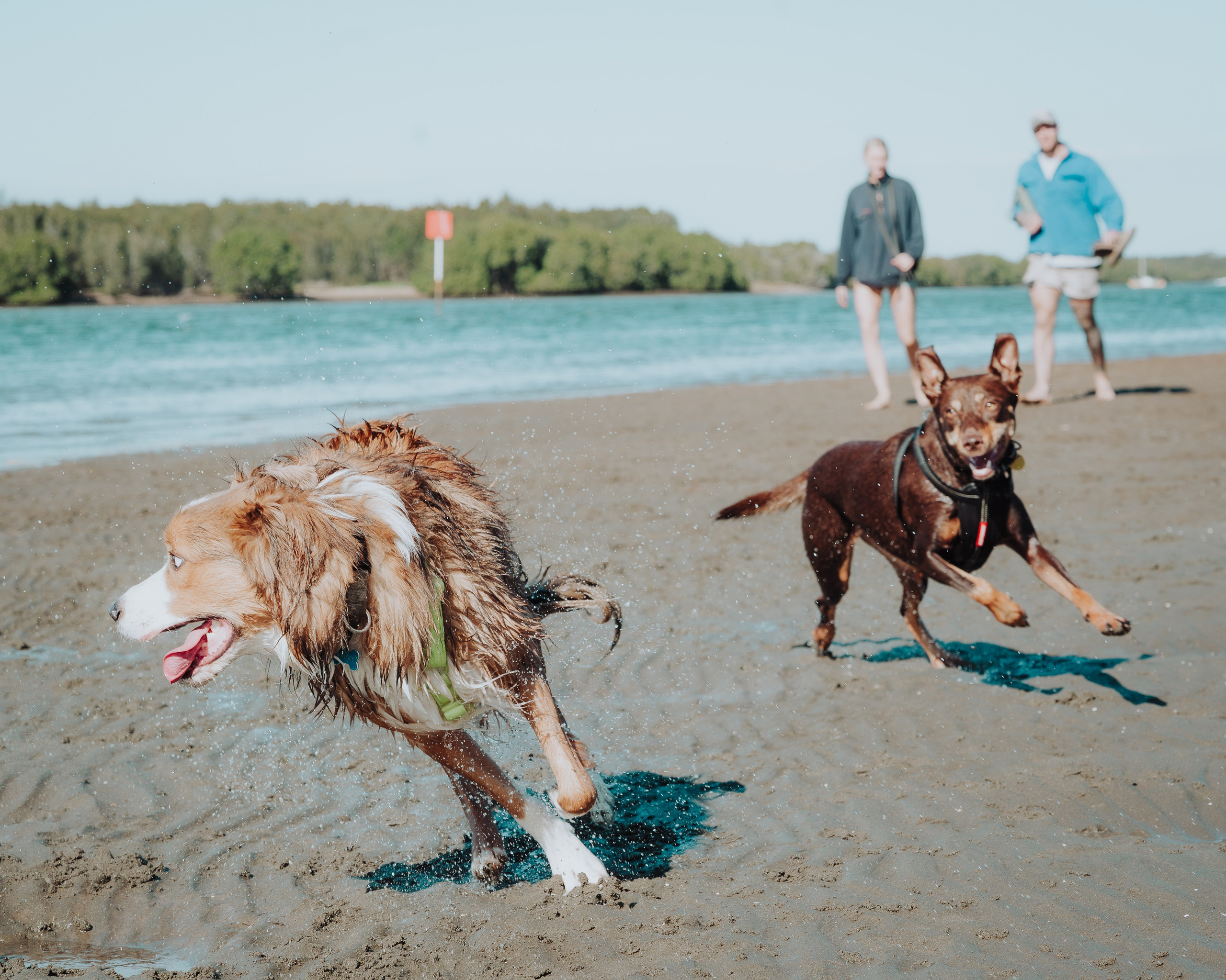 Pet — BorderColie. JS Photoshoot | Family, Events & Pet Photographer in Brisbane