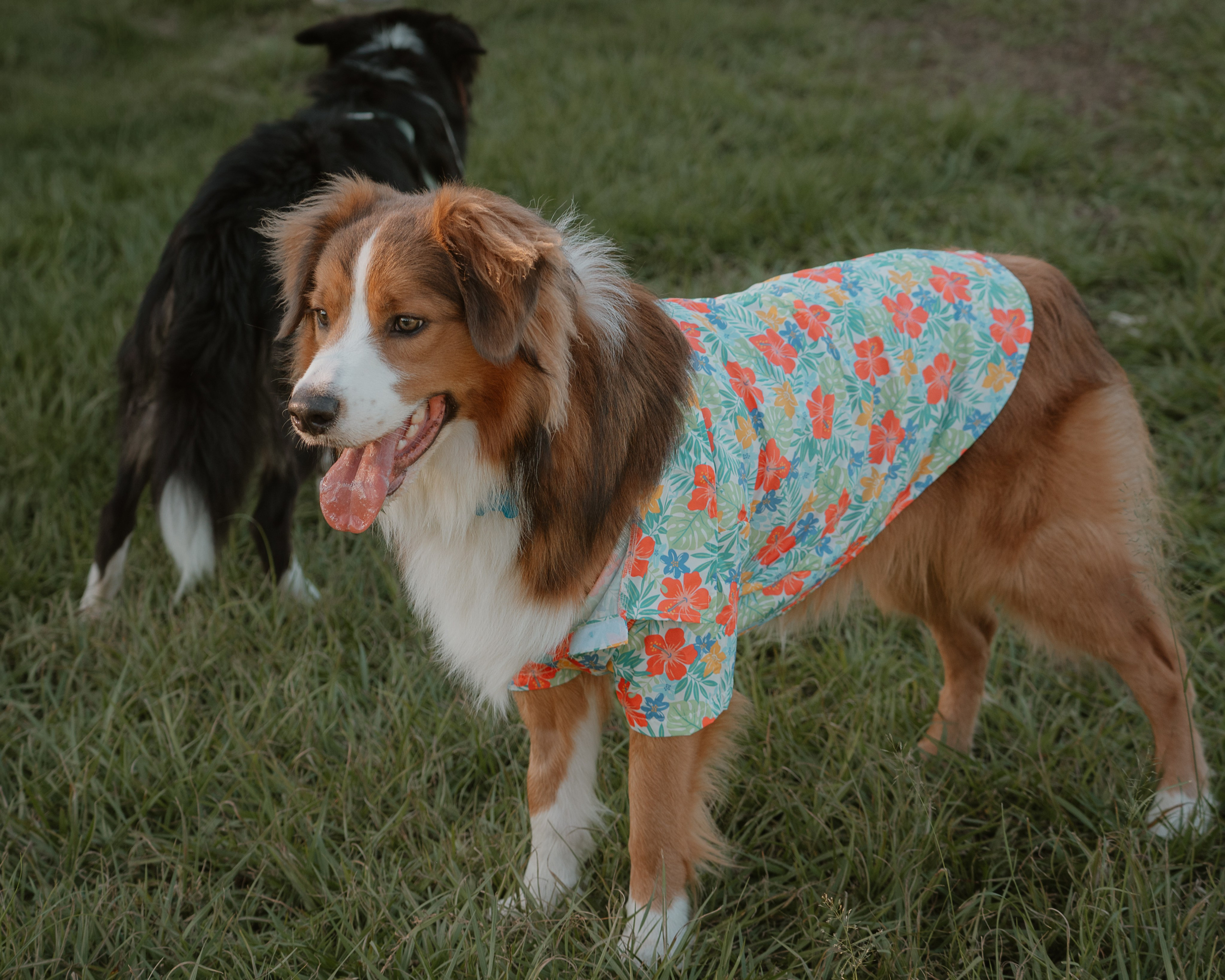 Dogs. Natural and candid photography Jean Santiago