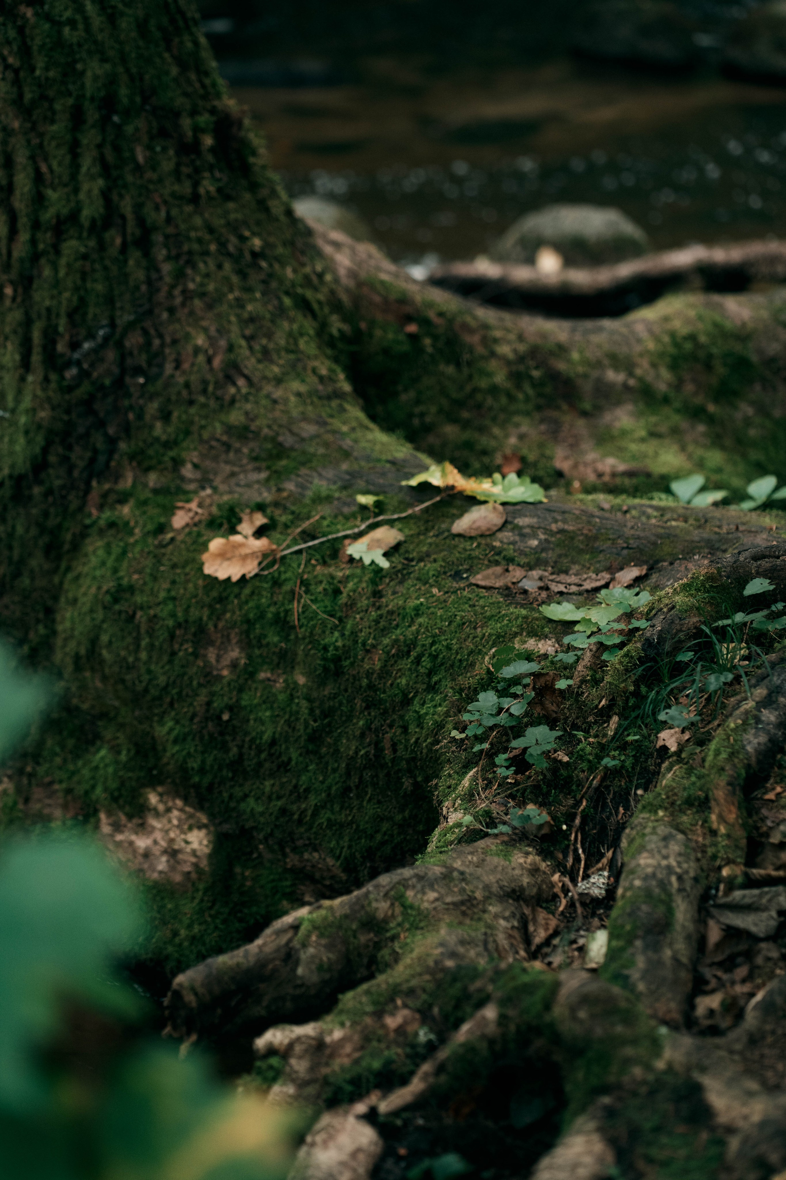 Miško fėja — Liucija. Fotografija — Olga Bojarin
