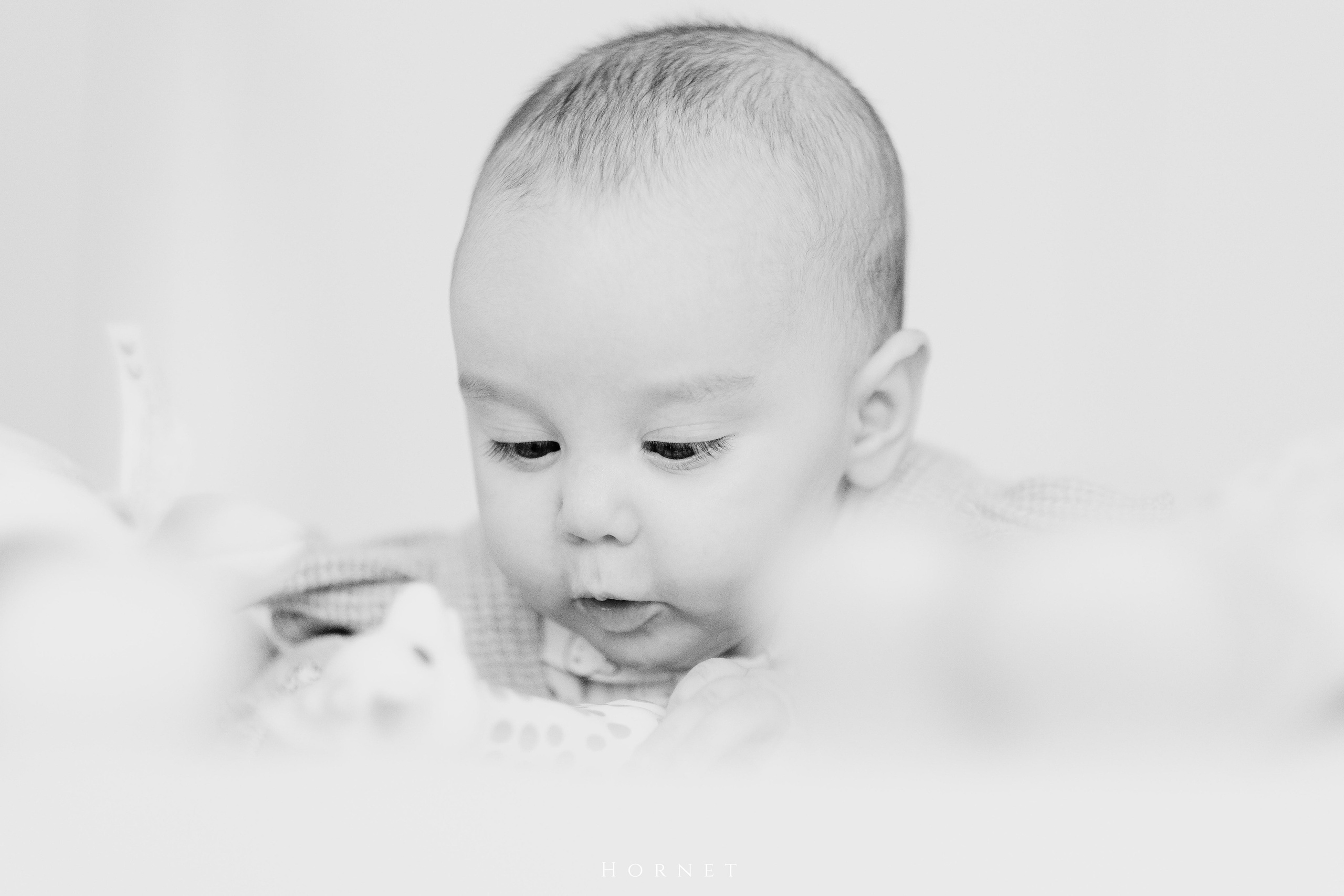 Amelia. Hornetart