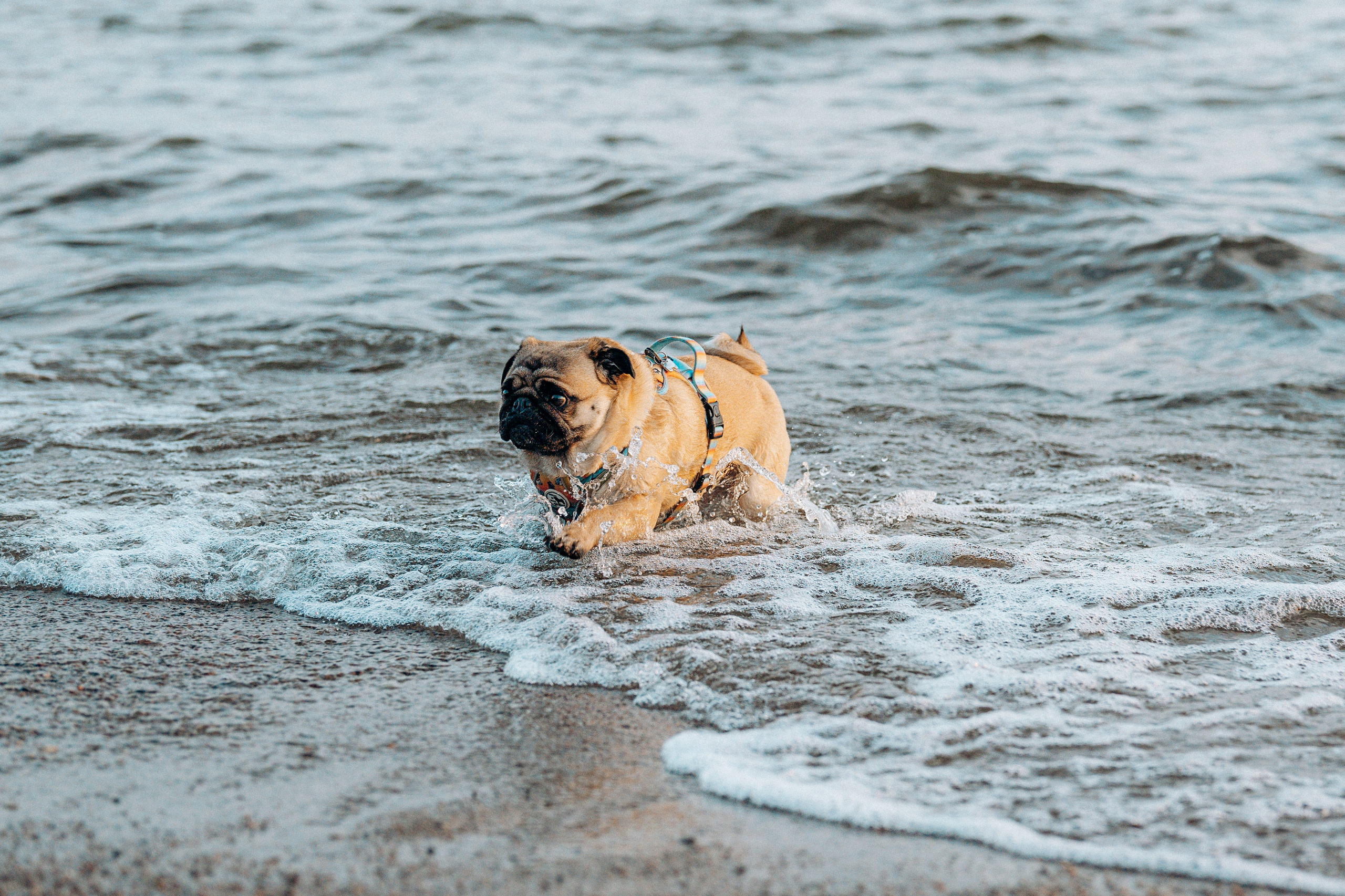 Frank, Tony, Katerina & Lev. Kat Laisaar — Pet photographer in Tallinn