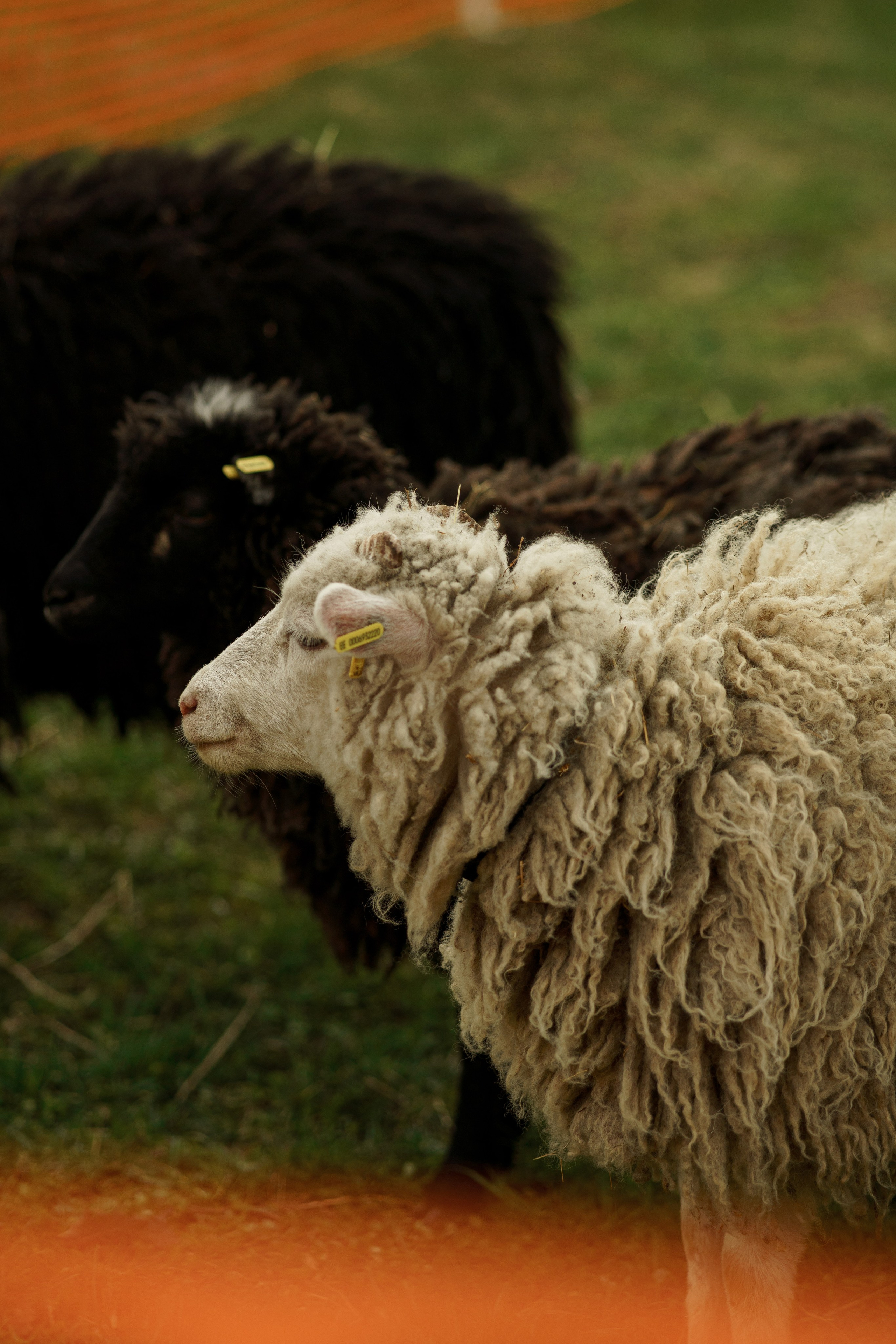 Herding Days, 26 apr. 2025. Kat Laisaar — Pet photographer in Tallinn