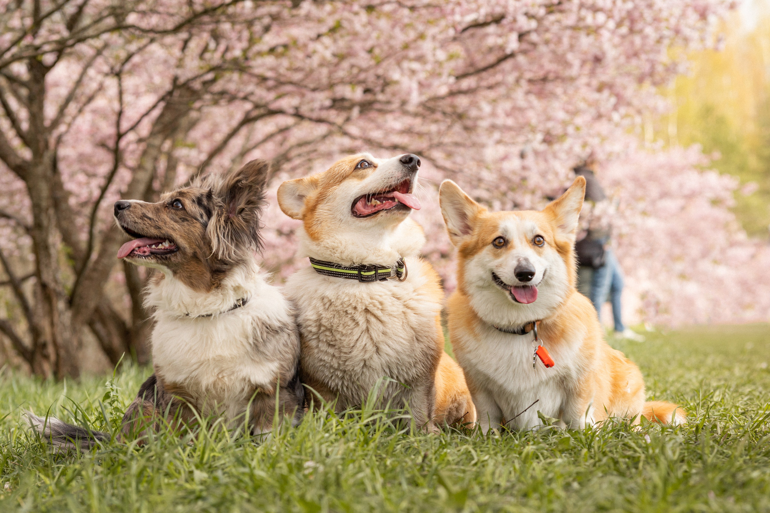 Corgis in Sakura blossom. Kat Laisaar — Pet photographer in Tallinn