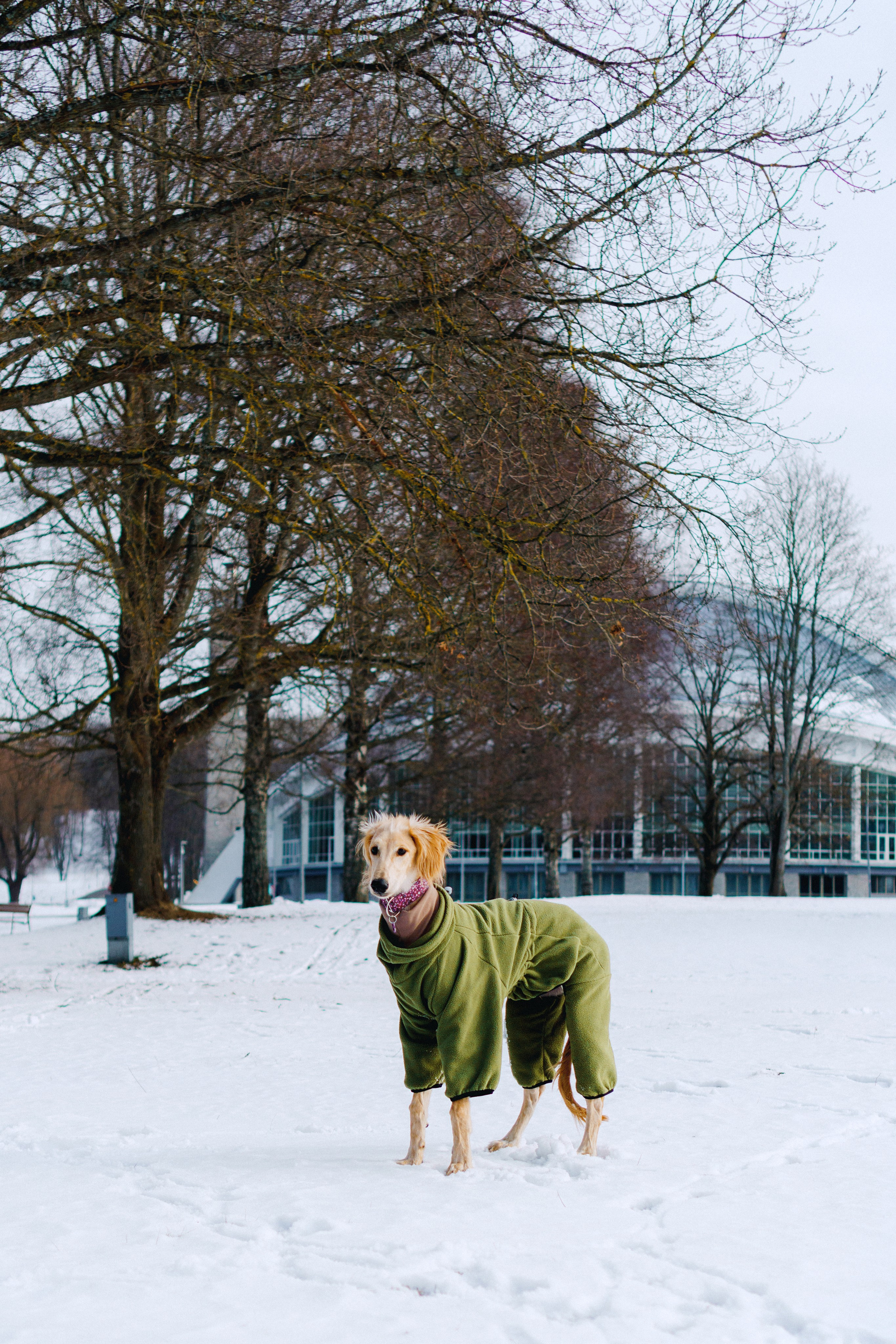 Nicole & Sky. Kat Laisaar — Pet photographer in Tallinn