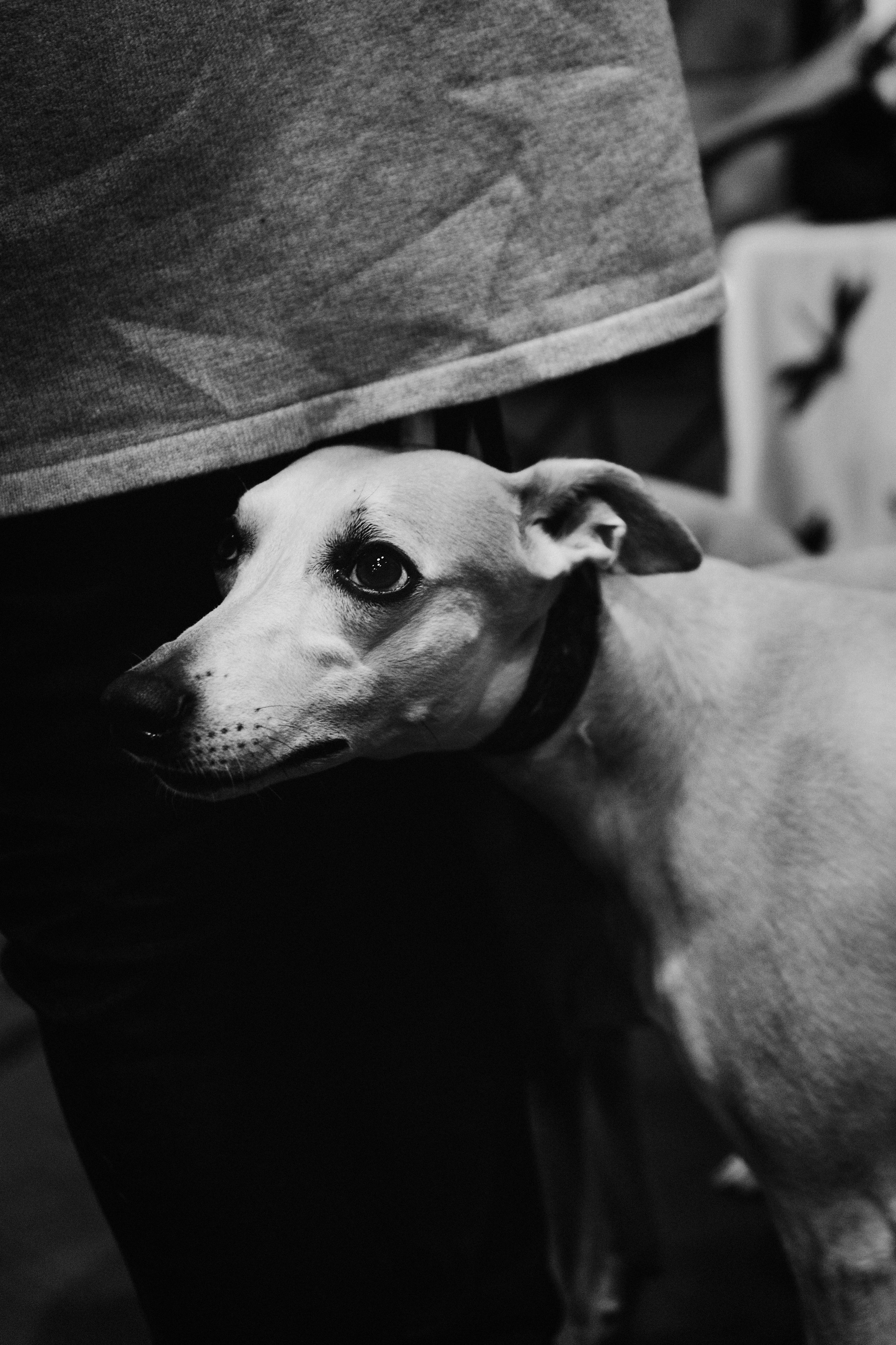 Pärnu dog weekend photo report. Kat Laisaar — Pet photographer in Tallinn