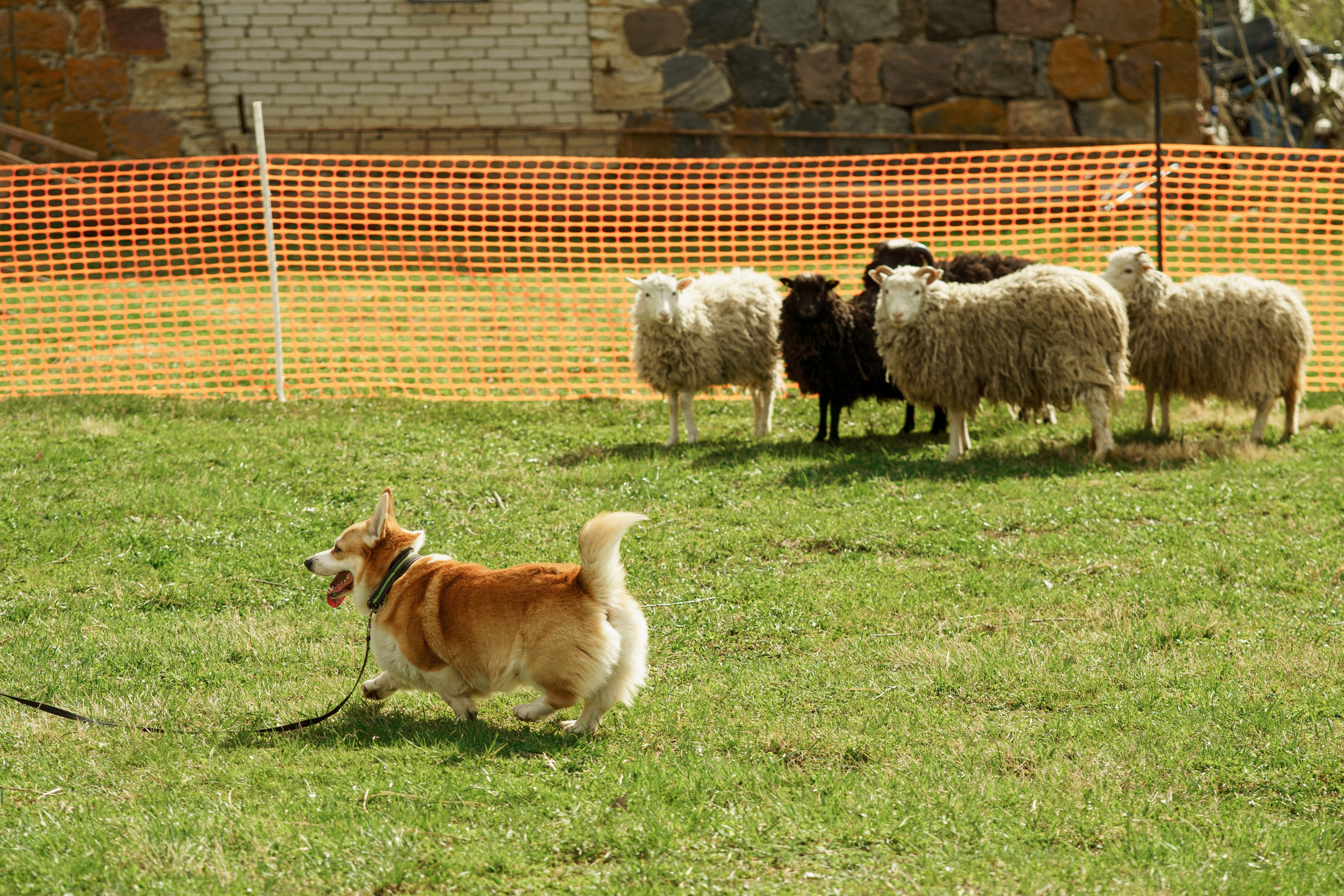 Herding Days, 26 apr. 2025. Kat Laisaar — Pet photographer in Tallinn