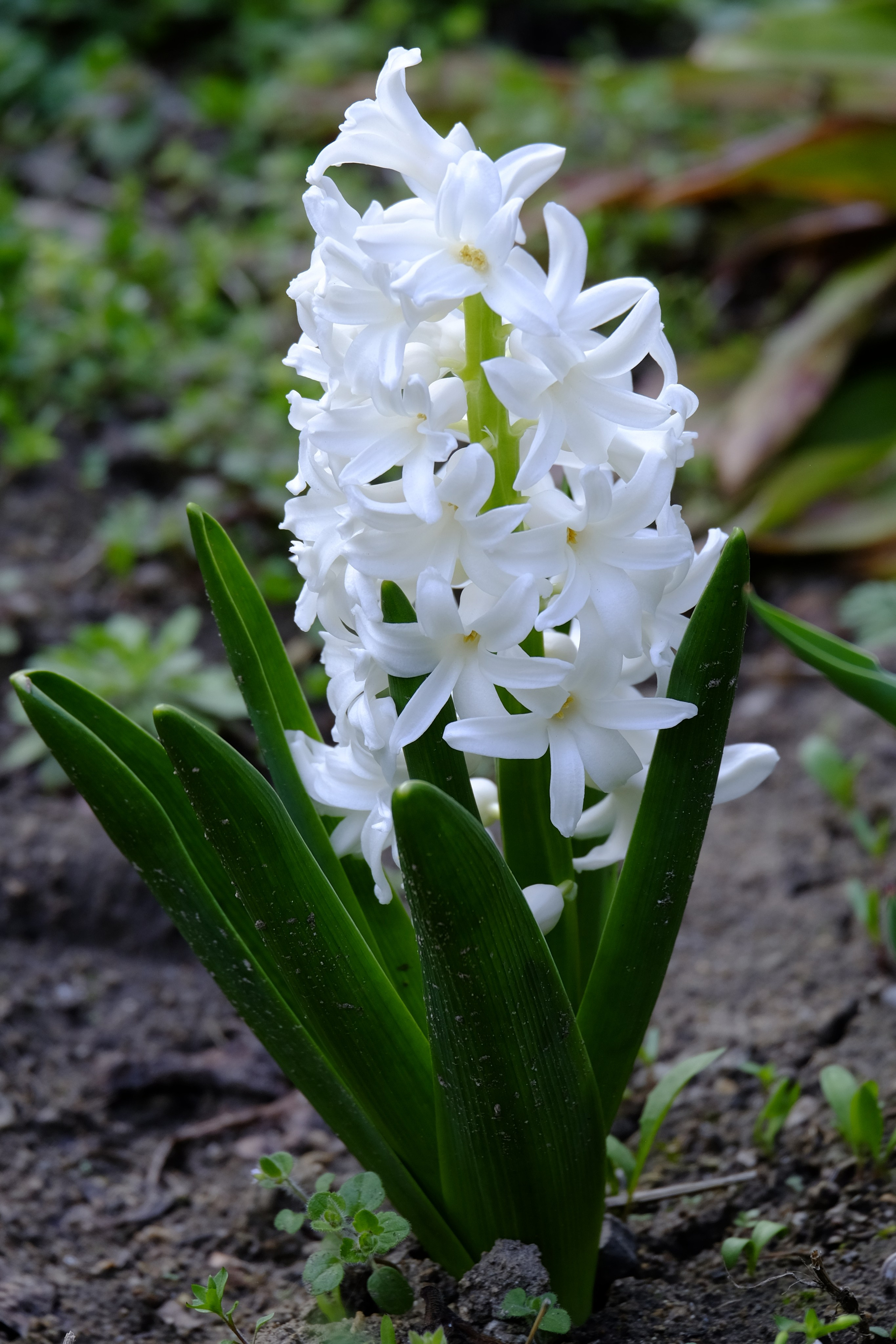 Flori. Pagina principală