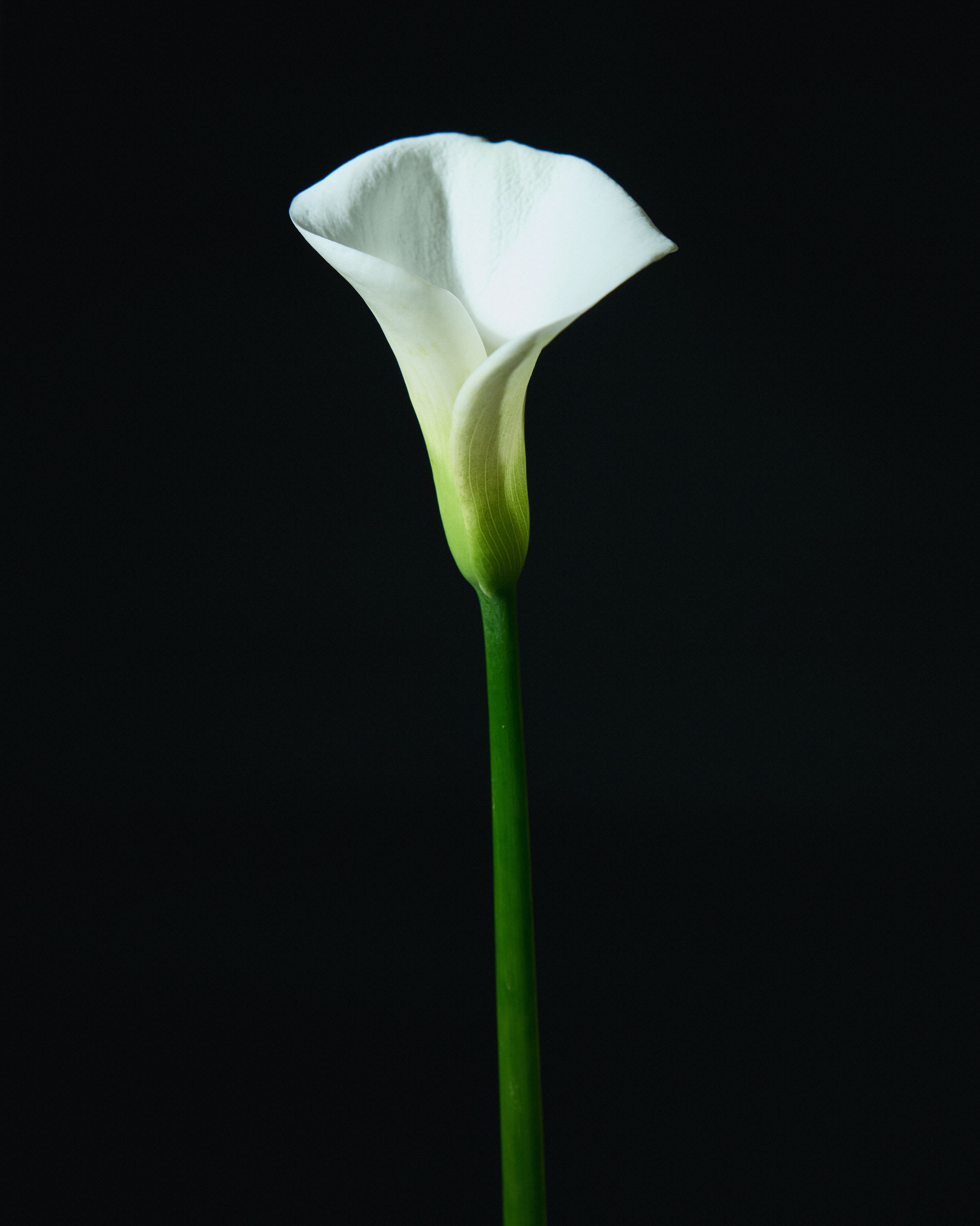 Flowers. Your creative photographer and professional retoucher