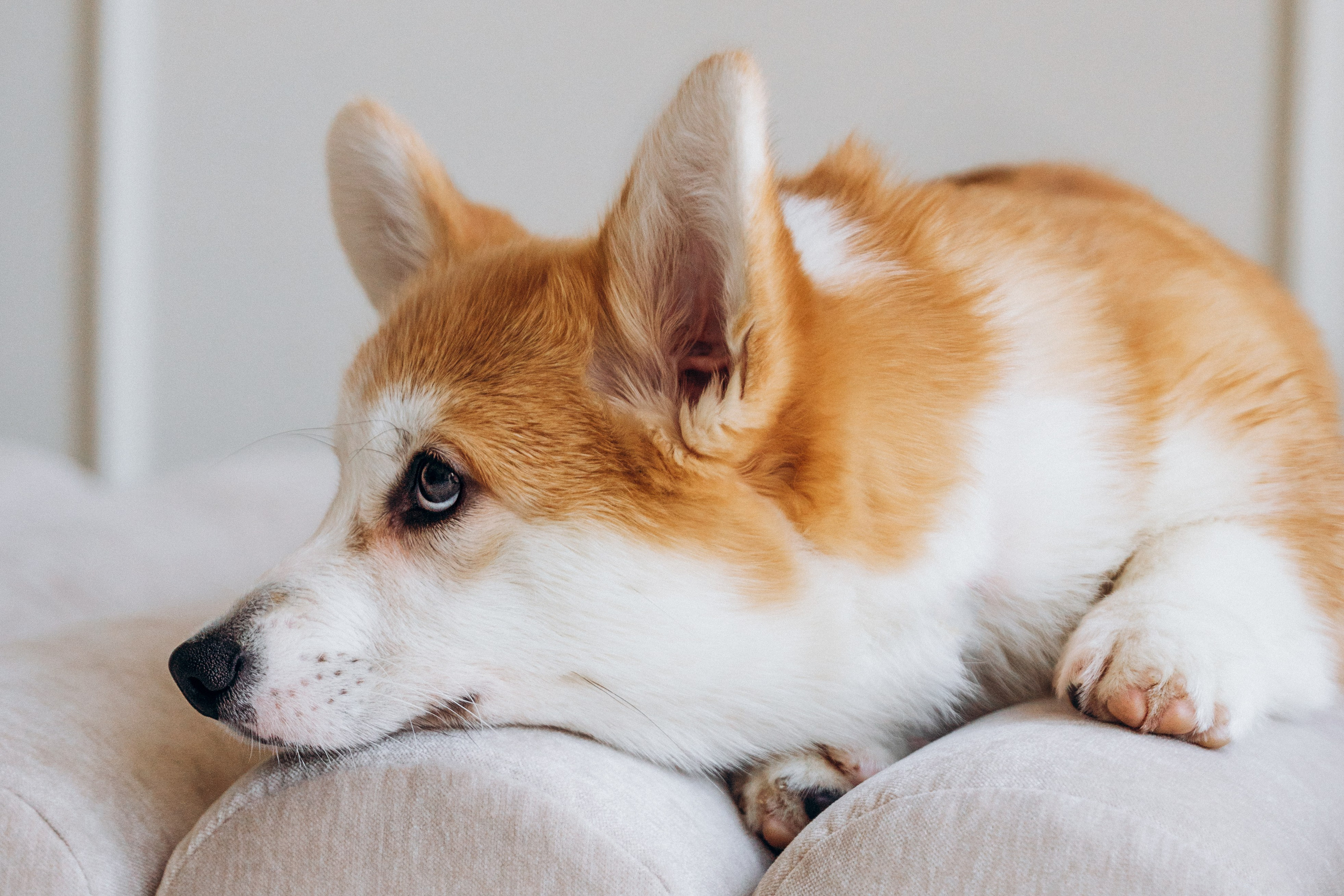 Mars & his Family. Kat Laisaar — Pet photographer in Tallinn