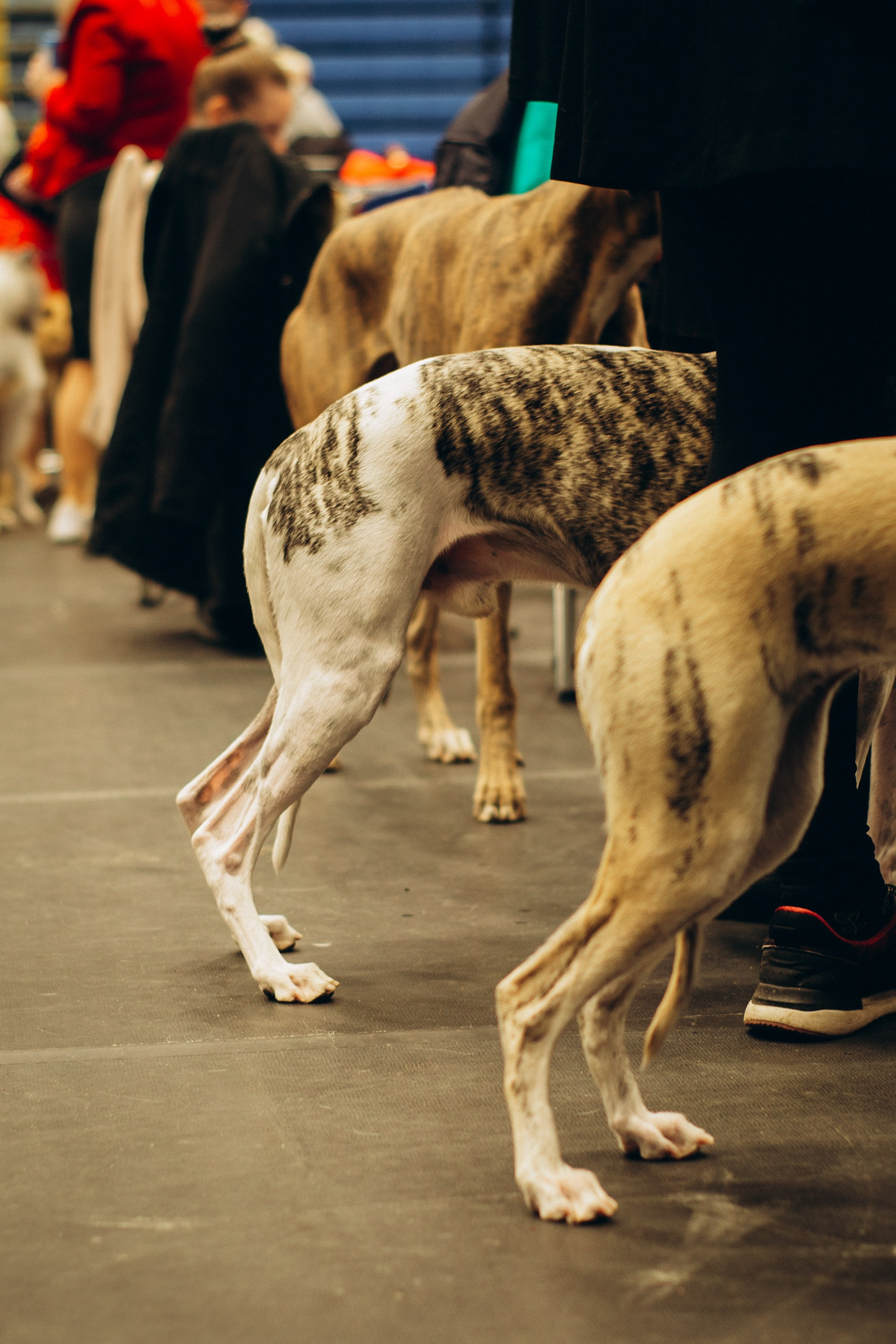 Rakvere Dog Show. Kat Laisaar — Pet photographer in Tallinn
