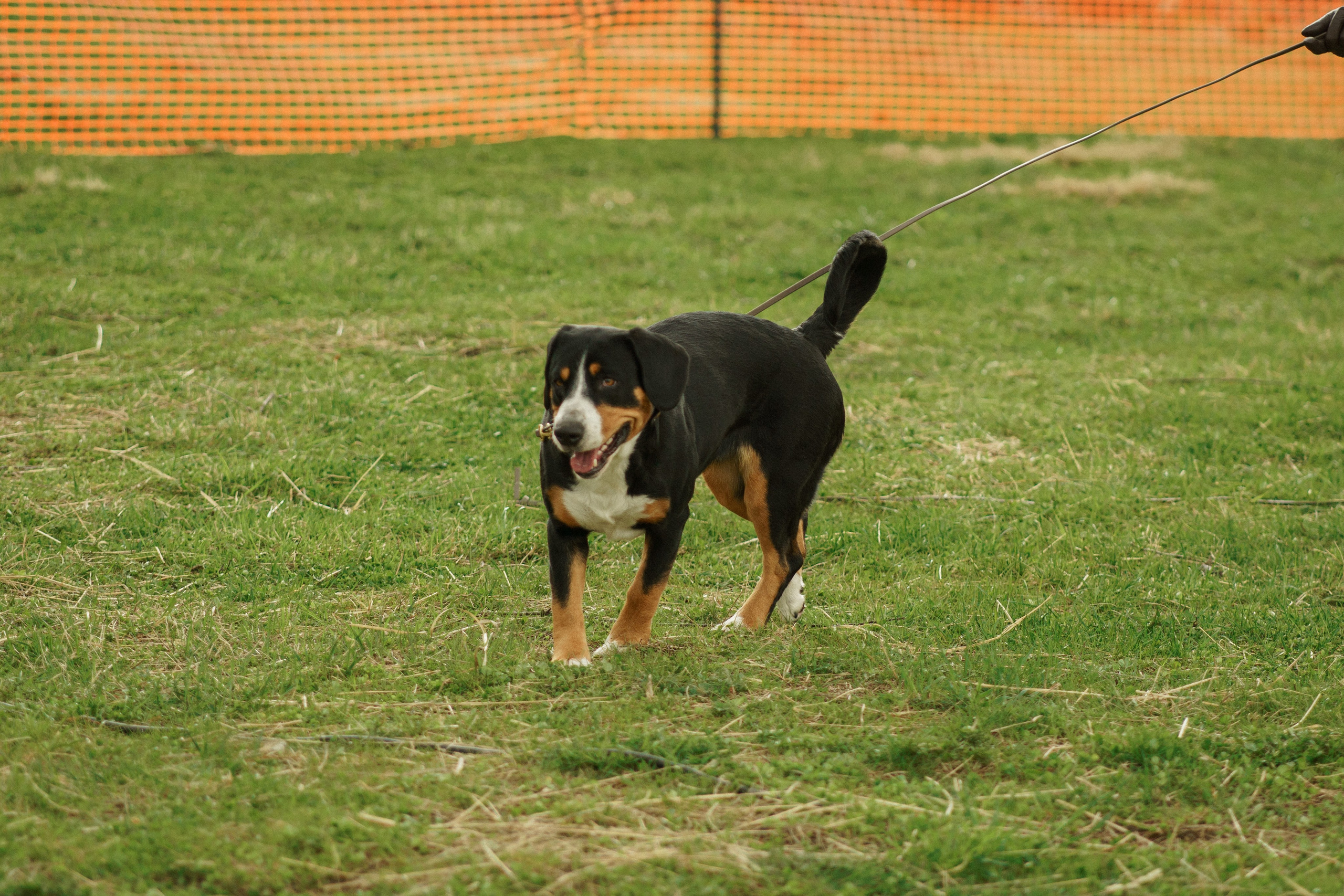 Herding Days, 26 apr. 2025. Kat Laisaar — Pet photographer in Tallinn