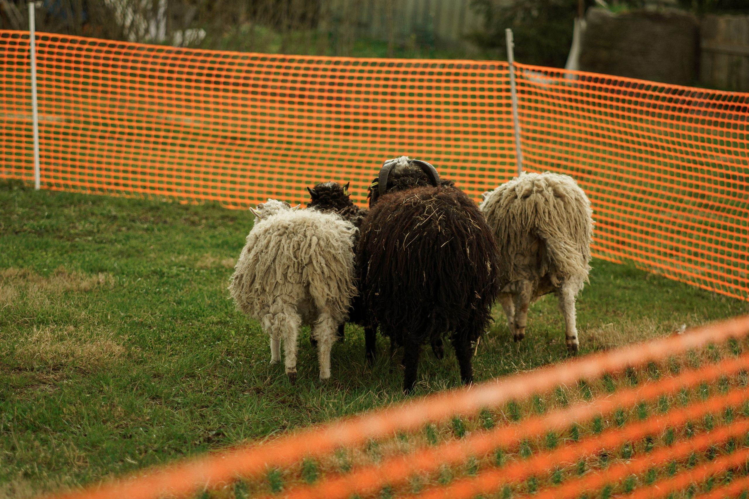 Herding Days, 26 apr. 2025. Kat Laisaar — Pet photographer in Tallinn