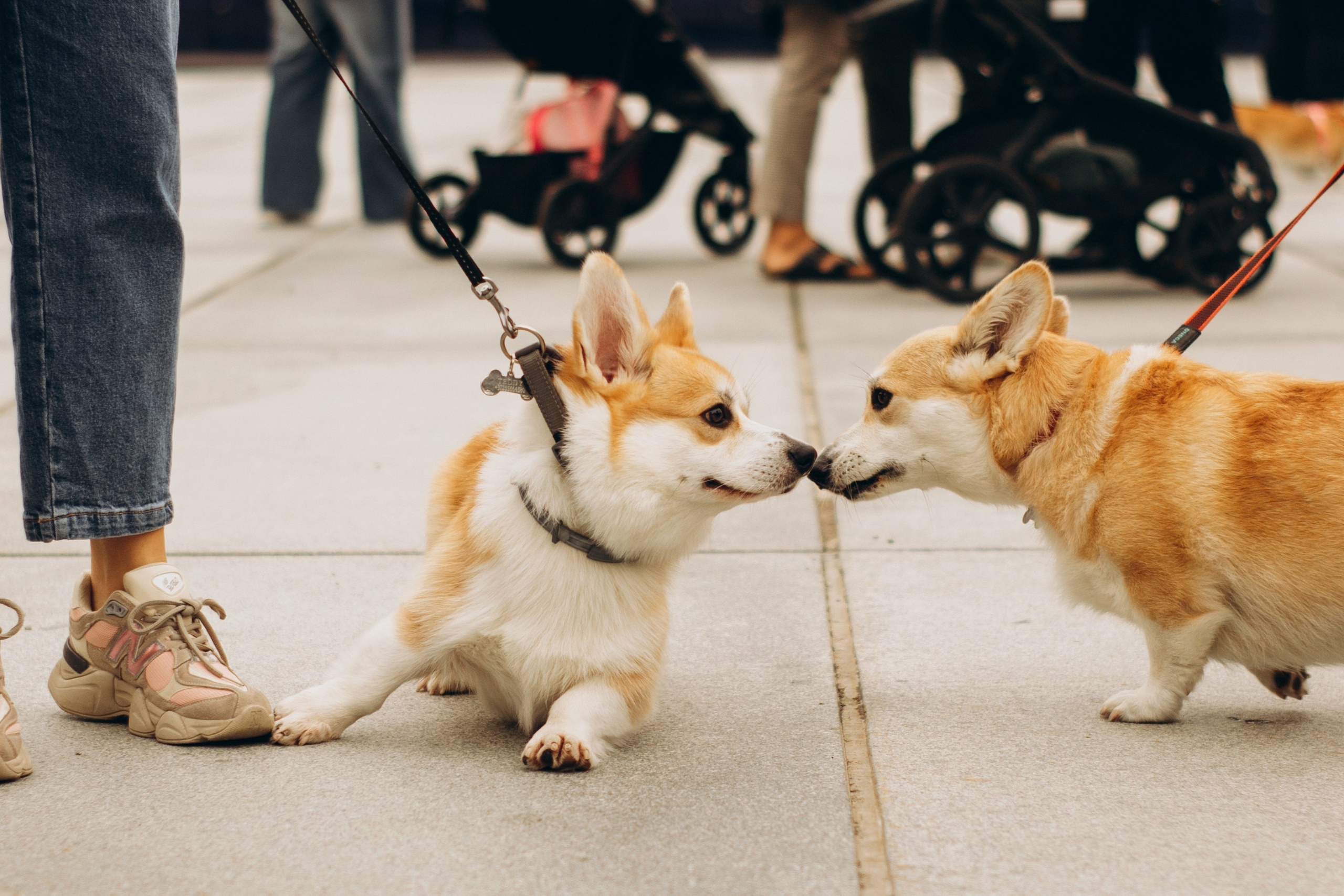 Corgi party, september. Kat Laisaar — Pet photographer in Tallinn