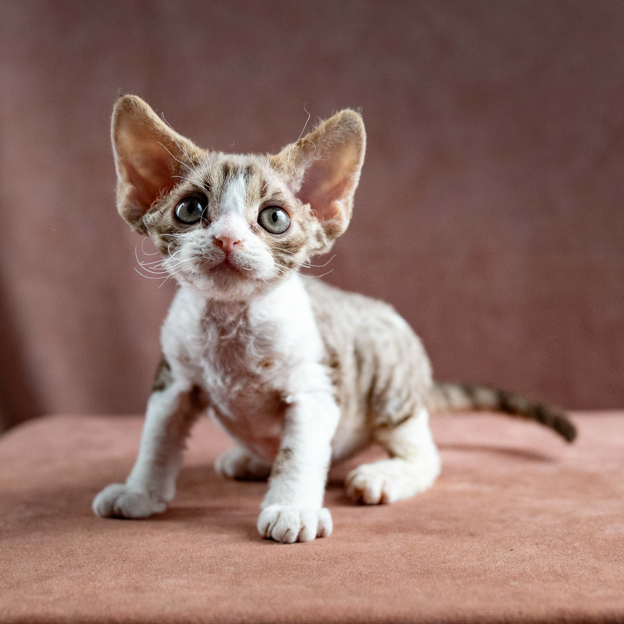 Hugo, boy, born 04.20.25. Devon Rex Pixie Cattery