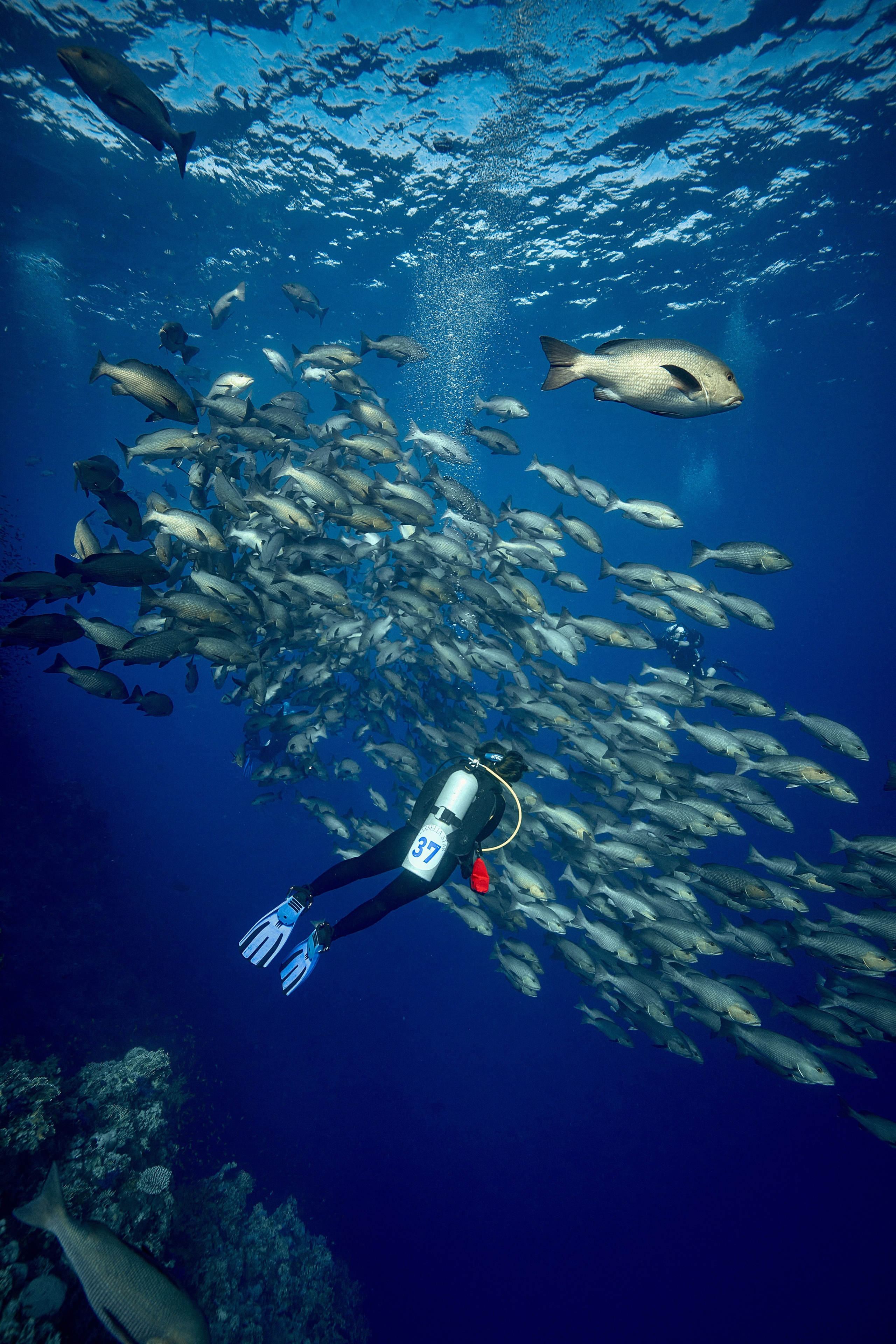 Mieszkańcy mórz. Andriej Szypilow — Photography & Videography