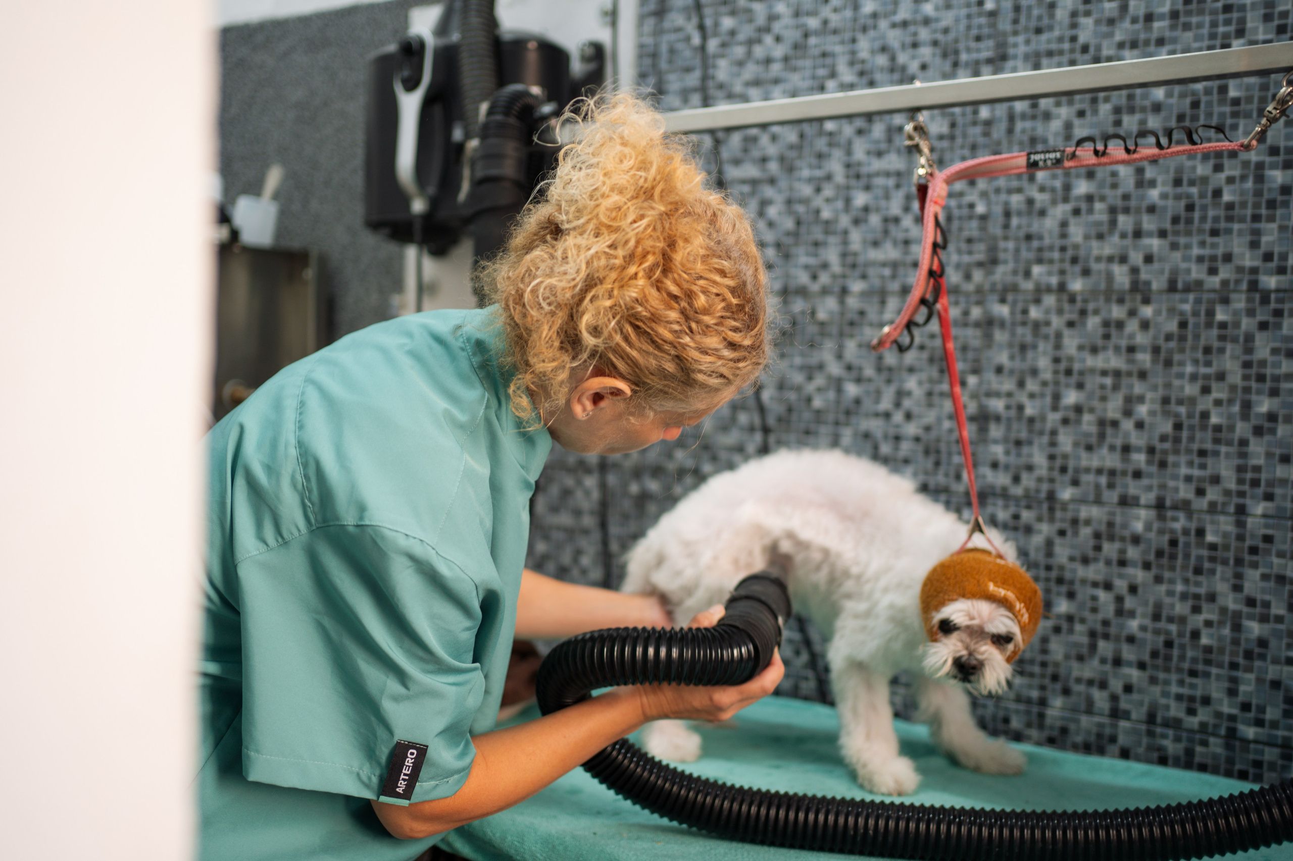 PetGroom Timisoara. Cozac Cristian Photographer