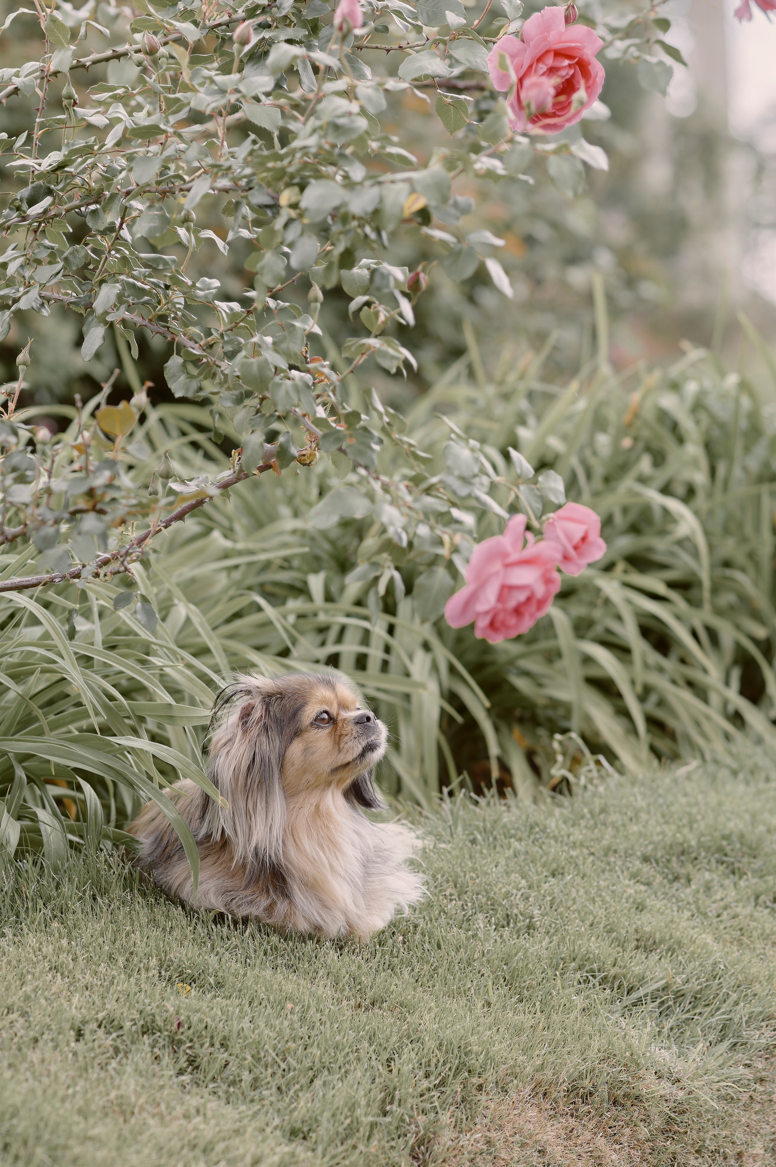 Enrique & Cindy. Valssy – Fotografía de mascotas en Uruguay. Retratos profesionales de perros y gatos