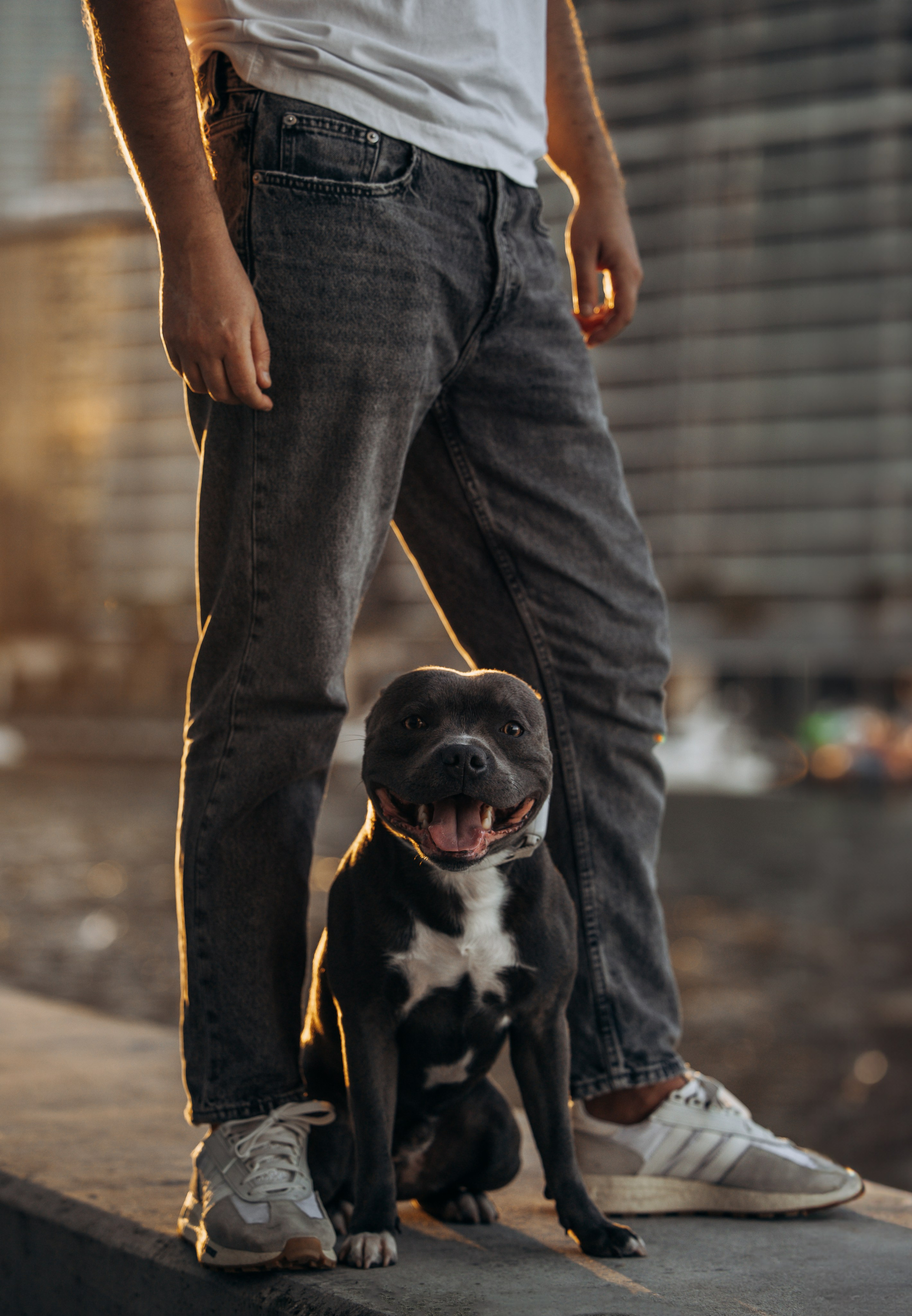 Cosmo & Serge. Pet Photographer Viktoriya Aleshenko