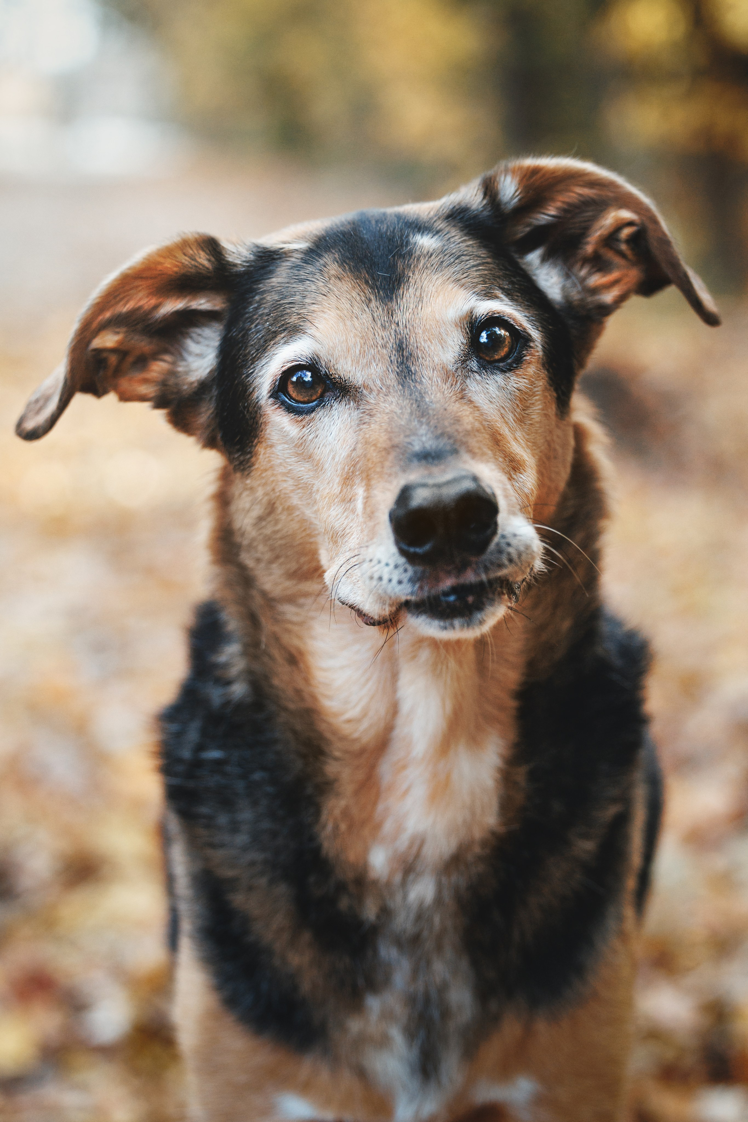 Racer & Delly. Pet Photographer Viktoriya Aleshenko