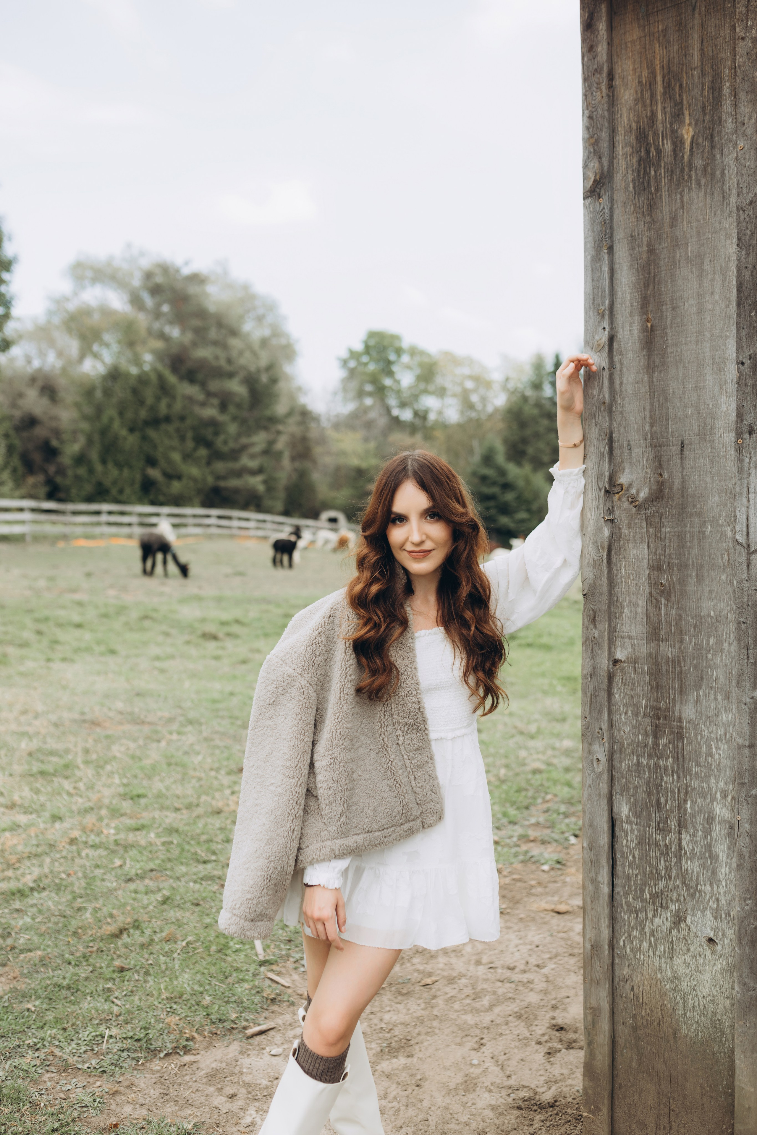 Alpacas Farm. Chernenko.photography