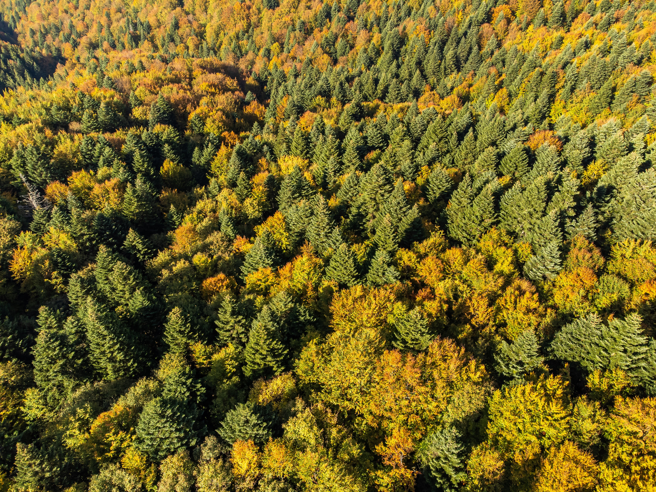 Călătorie. Daniel Hașiegan