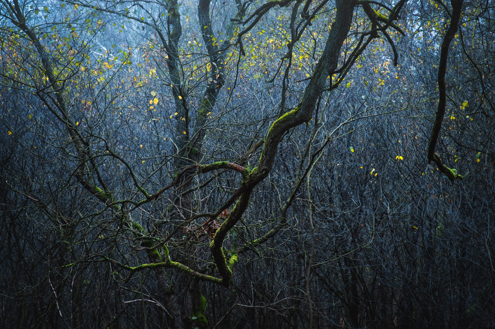 Woodlands. Nature Photographer and Videographer from Germany