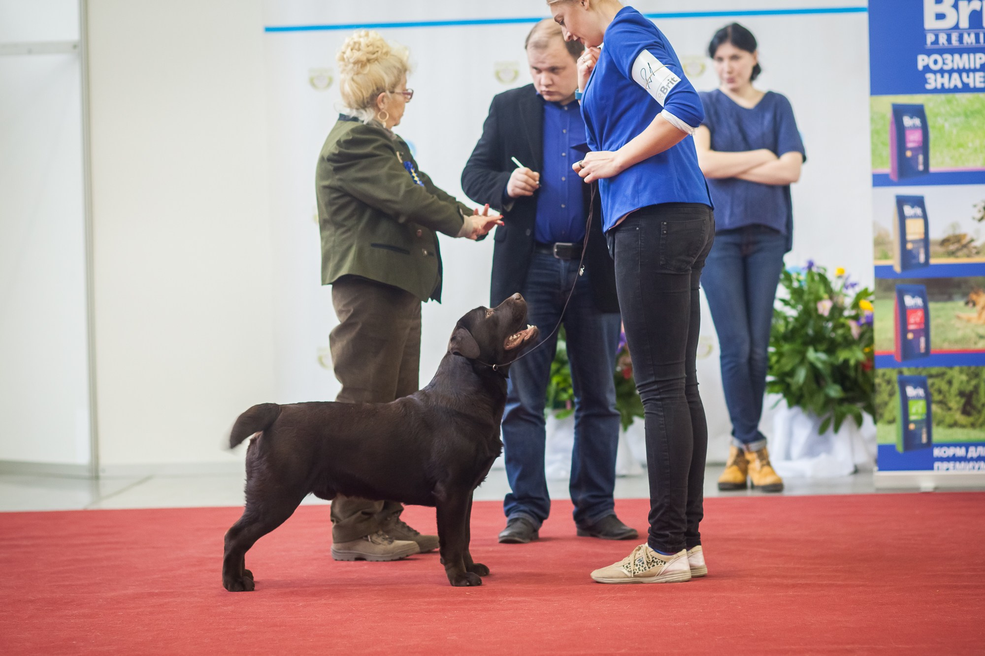 Newton. Цуценята лабрадор ретривера, Дніпро, Україна