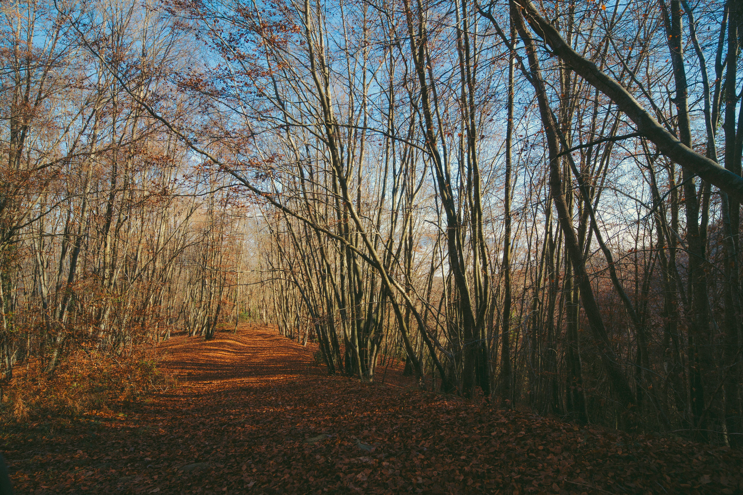 Rupit. Alba del Norte Studio