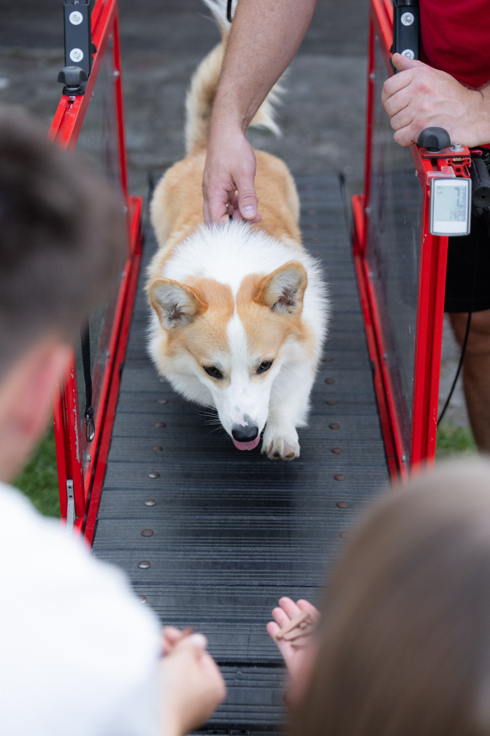Heppi Dogo fest 2025. Vita Klimaševska ○ Fluffy Soulmate Photography