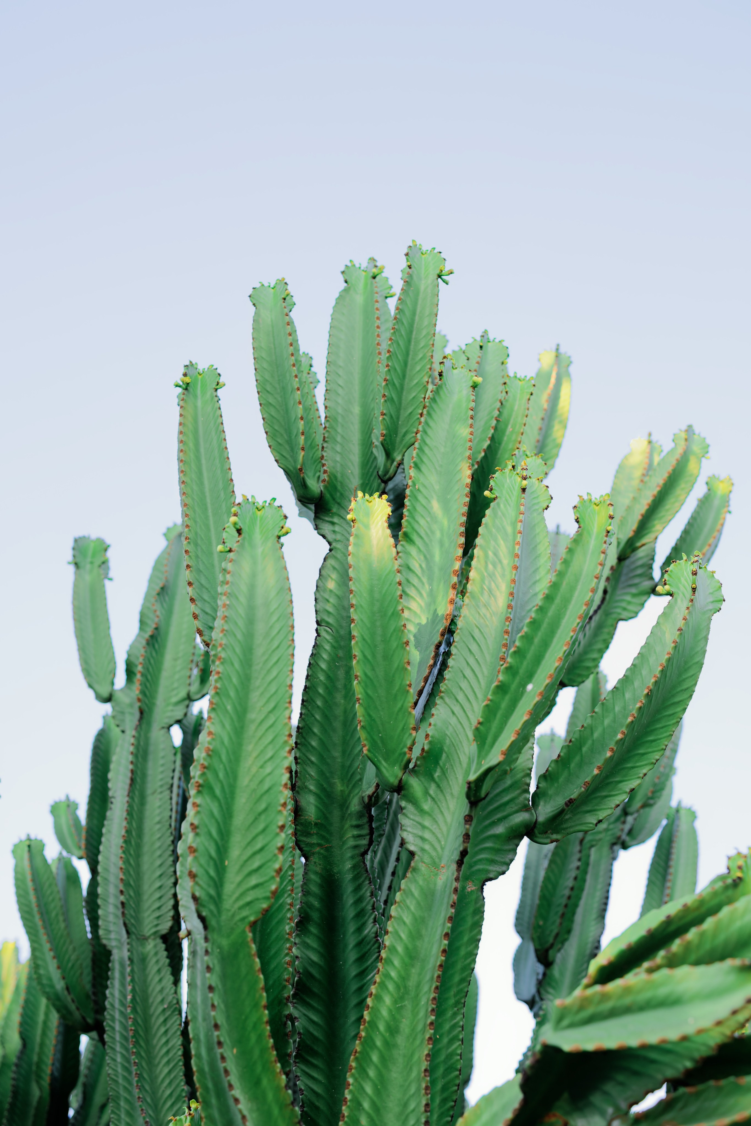 Haldi Ceremony & Mehndi Night & pre-wedding dinner, Barcelona