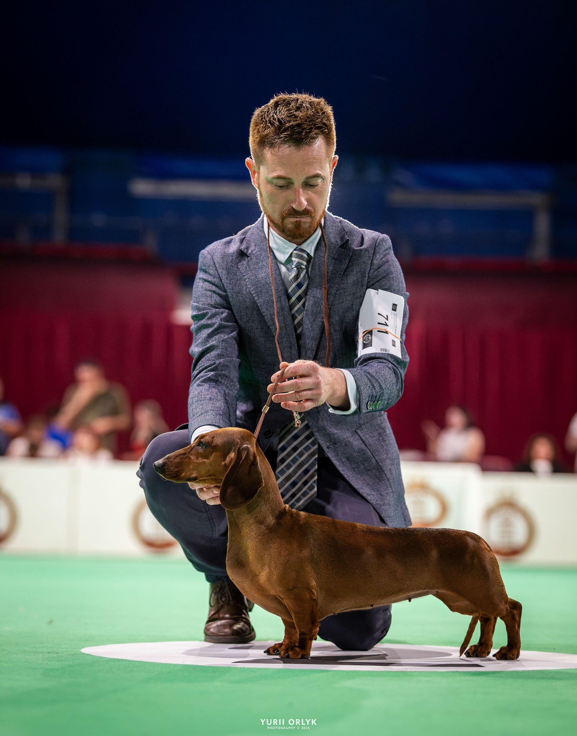 Dog Shows. Yurii Orlyk Photography