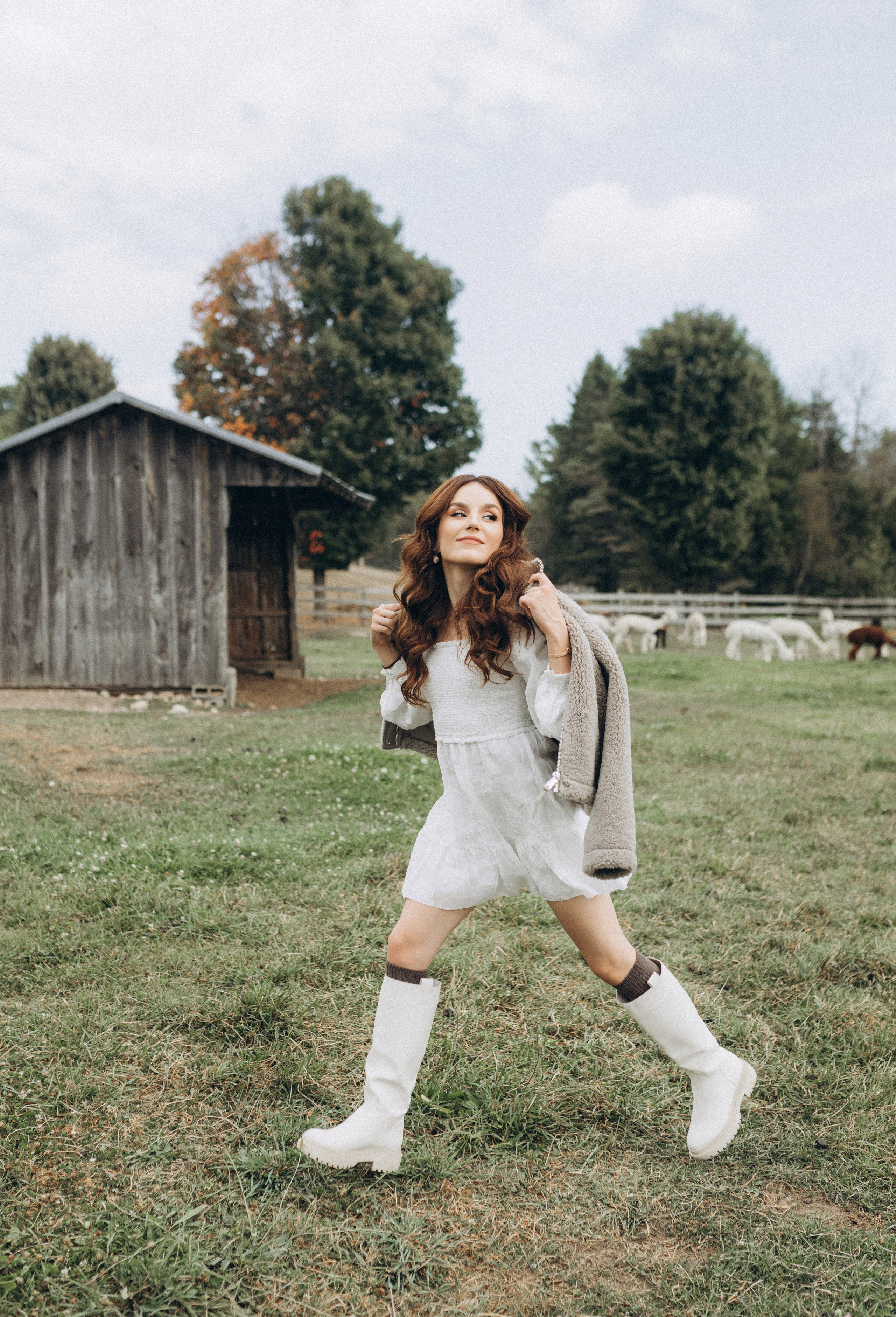 Alpacas Farm. Chernenko.photography