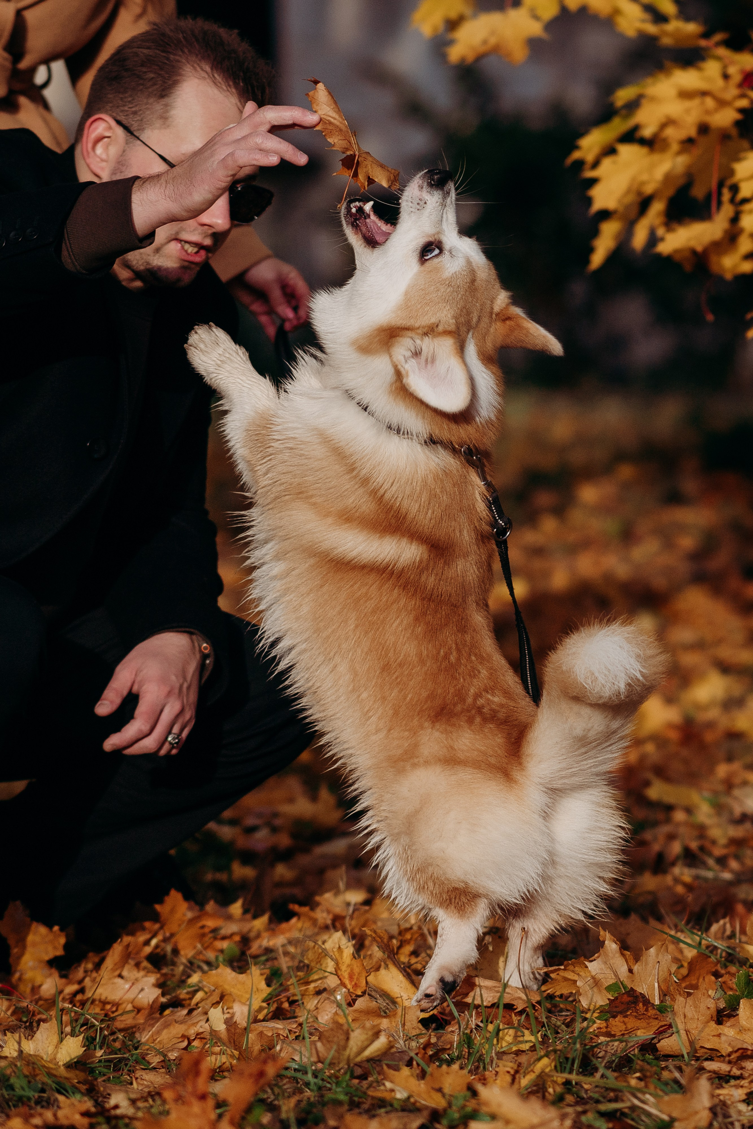 Liisa, Alexander & Marsel. Фотограф-анималист в Таллинне, Катя Лайсаар