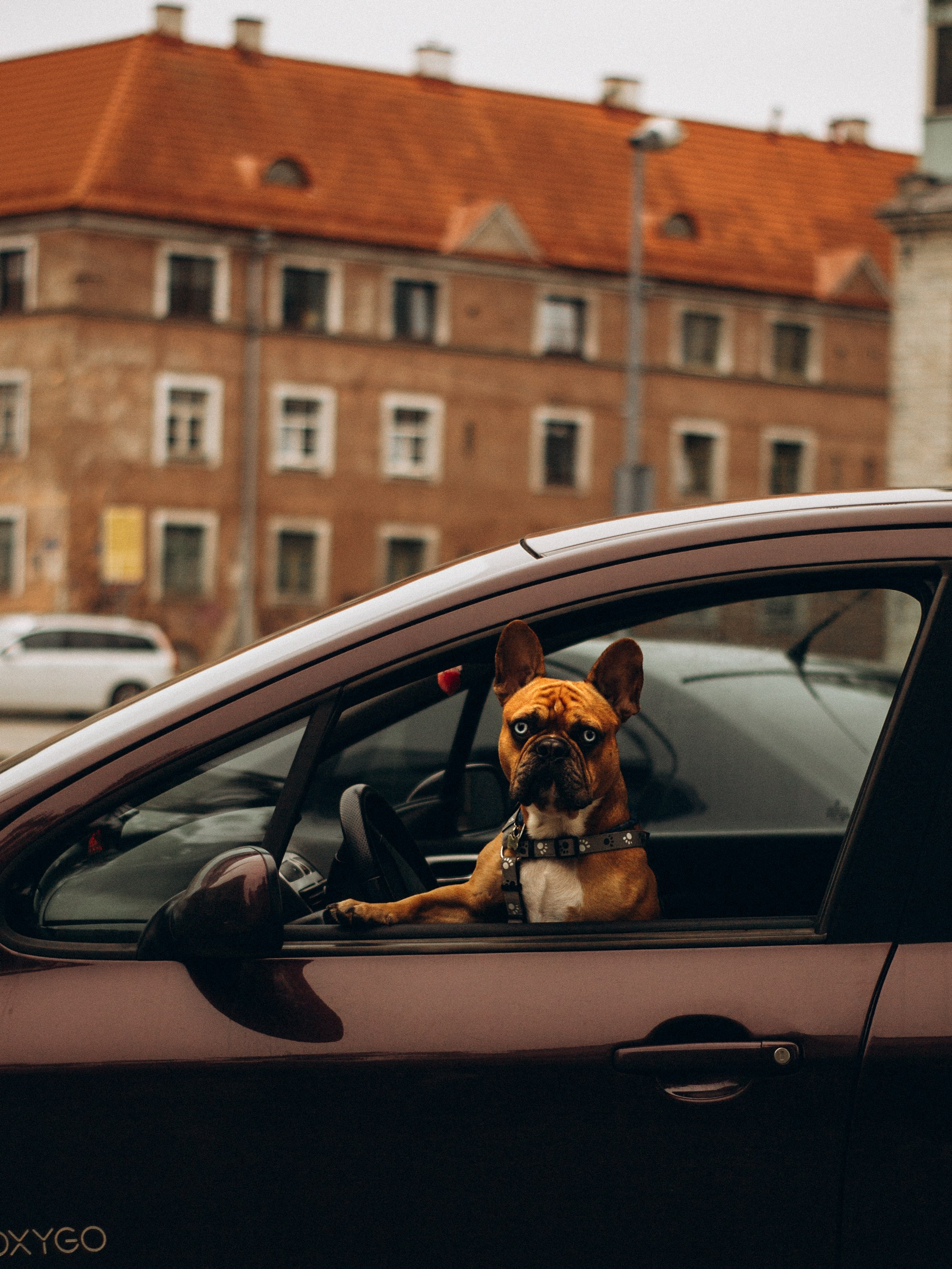 Dog Street Photography in Estonia. Kat Laisaar — Pet photographer in Tallinn