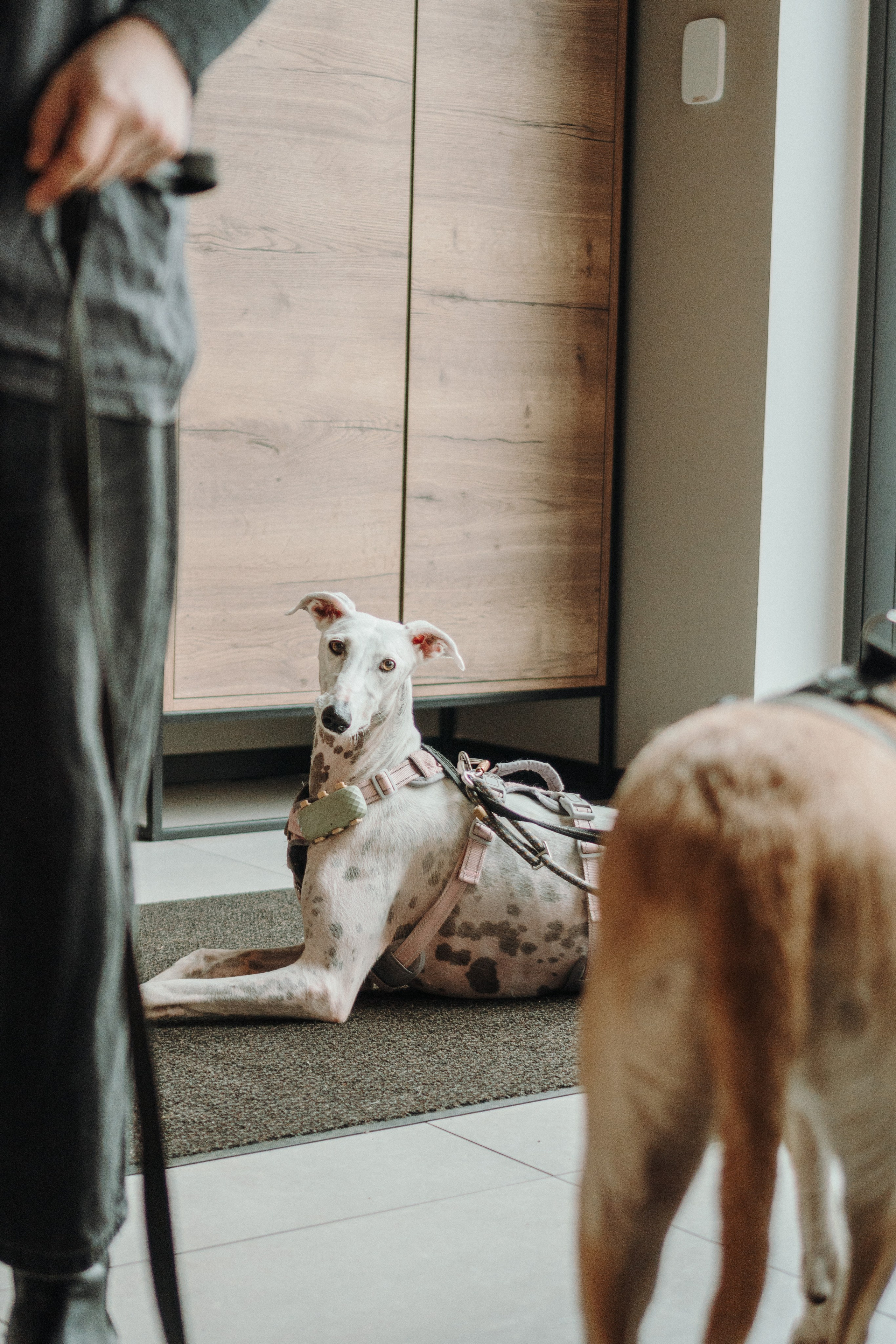 GalgoTreff / Mia Pagar 1 may, 2025. Kat Laisaar — Pet photographer in Tallinn