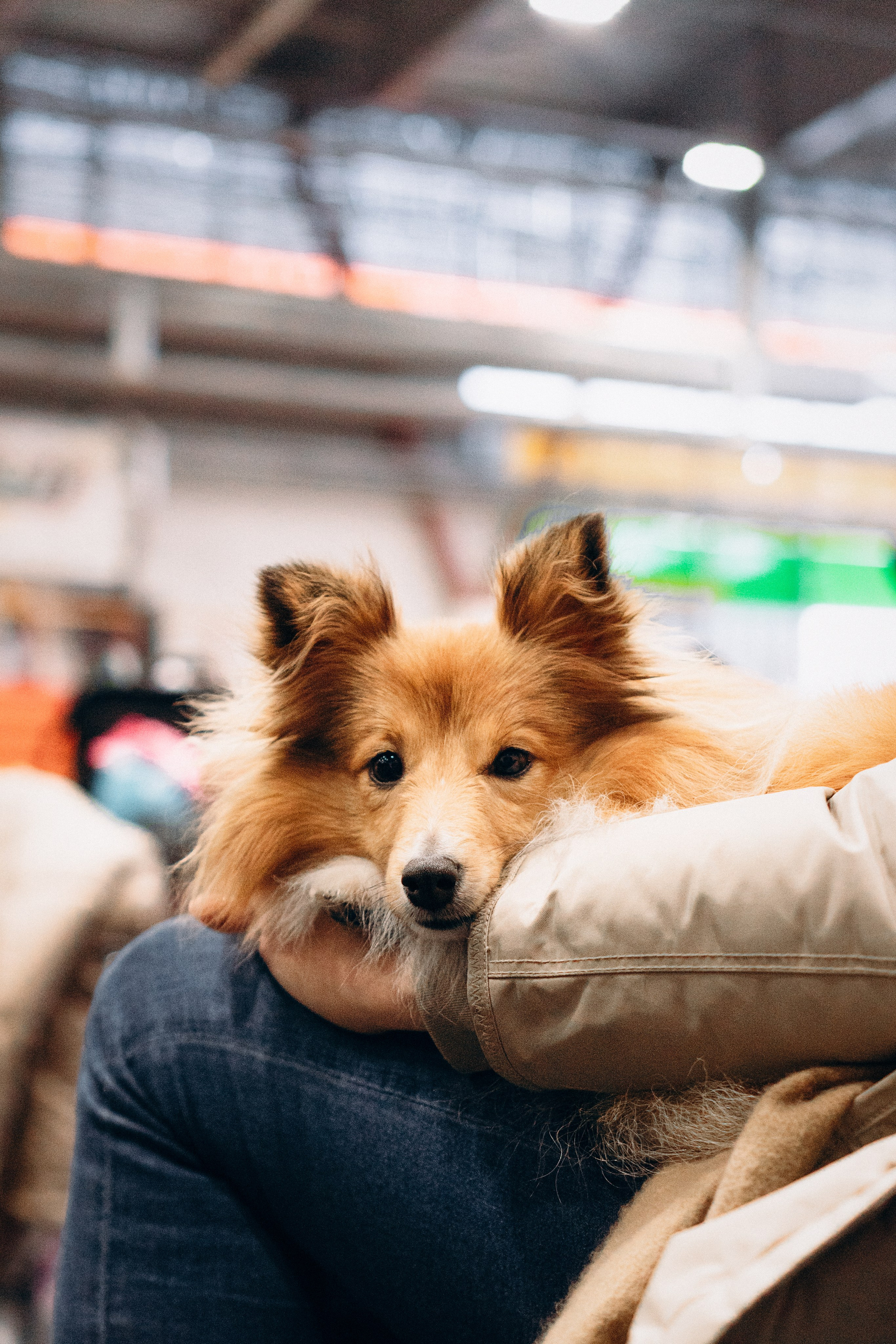 Pärnu dog weekend photo report. Kat Laisaar — Pet photographer in Tallinn