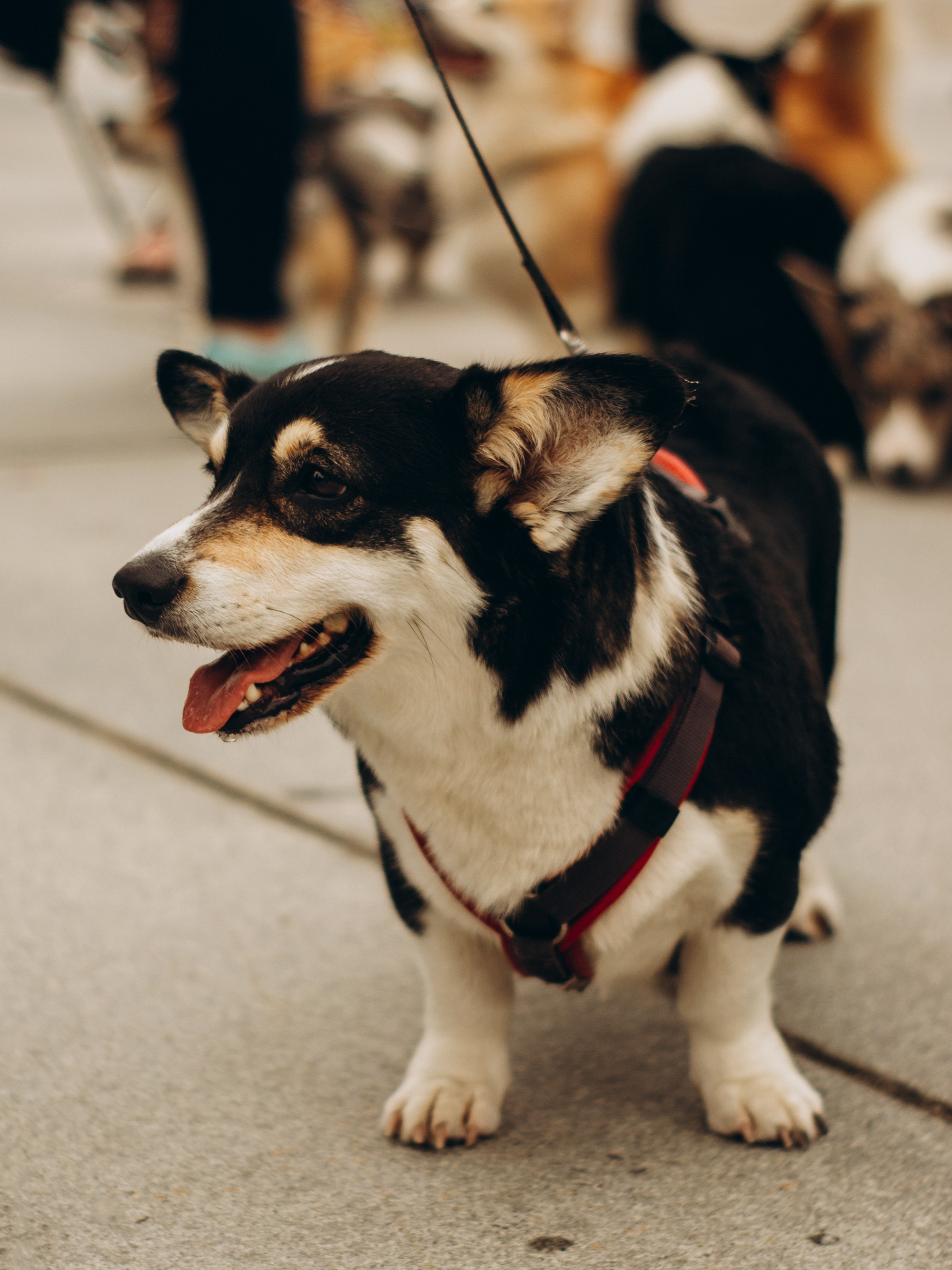 Corgi party, september. Kat Laisaar — Pet photographer in Tallinn
