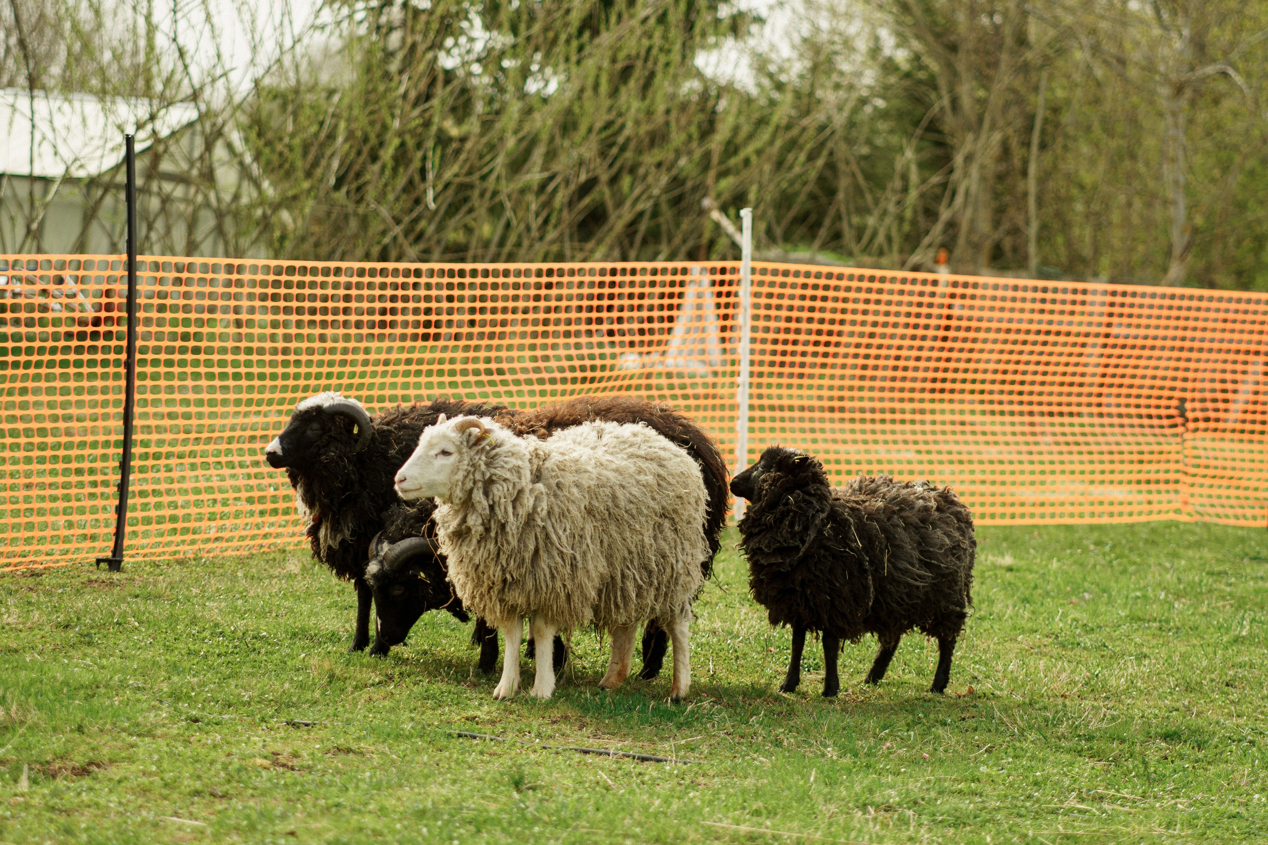 Herding Days, 26 apr. 2025. Kat Laisaar — Pet photographer in Tallinn
