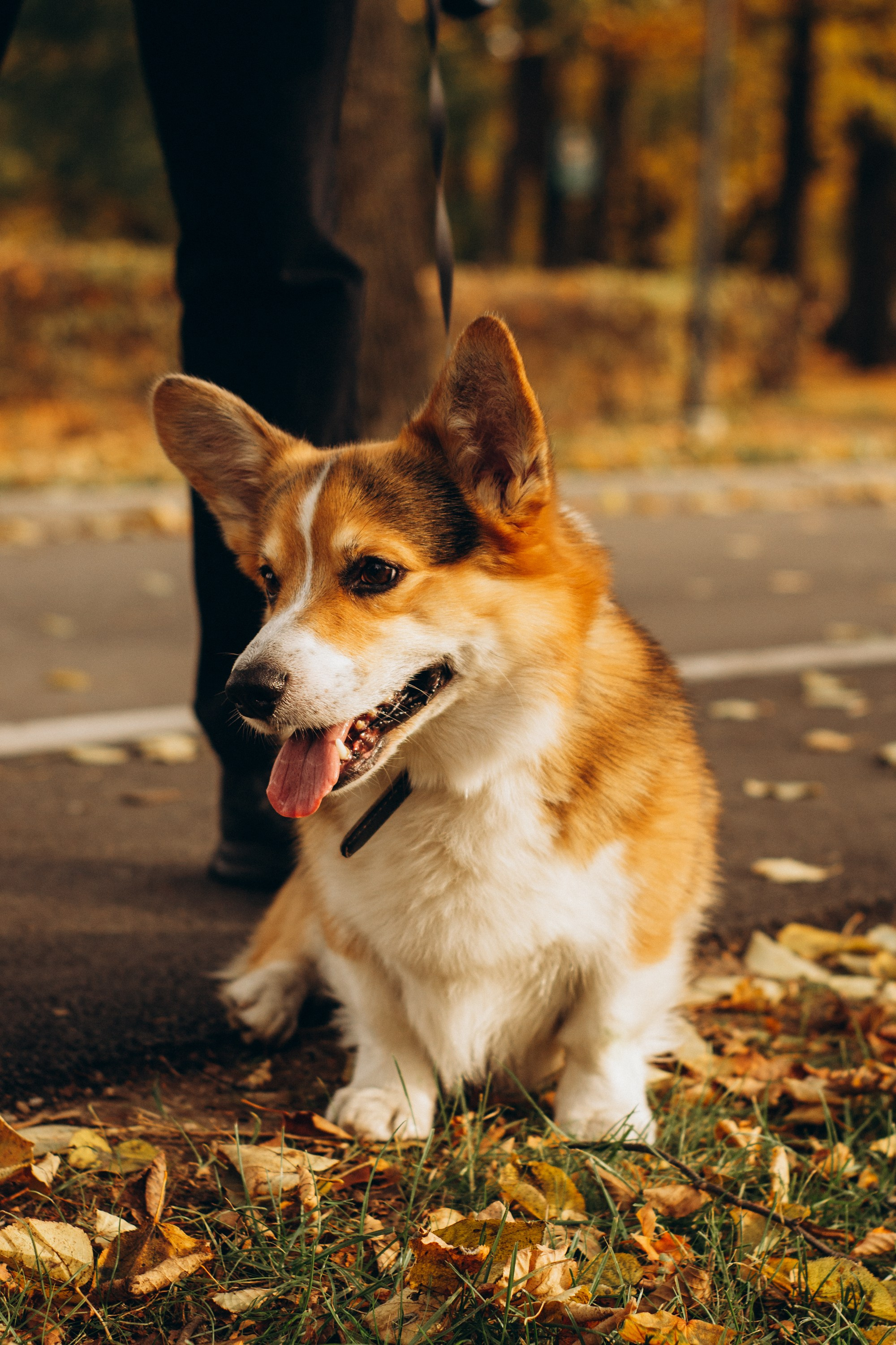 Corgi party, october. Kat Laisaar — Pet photographer in Tallinn