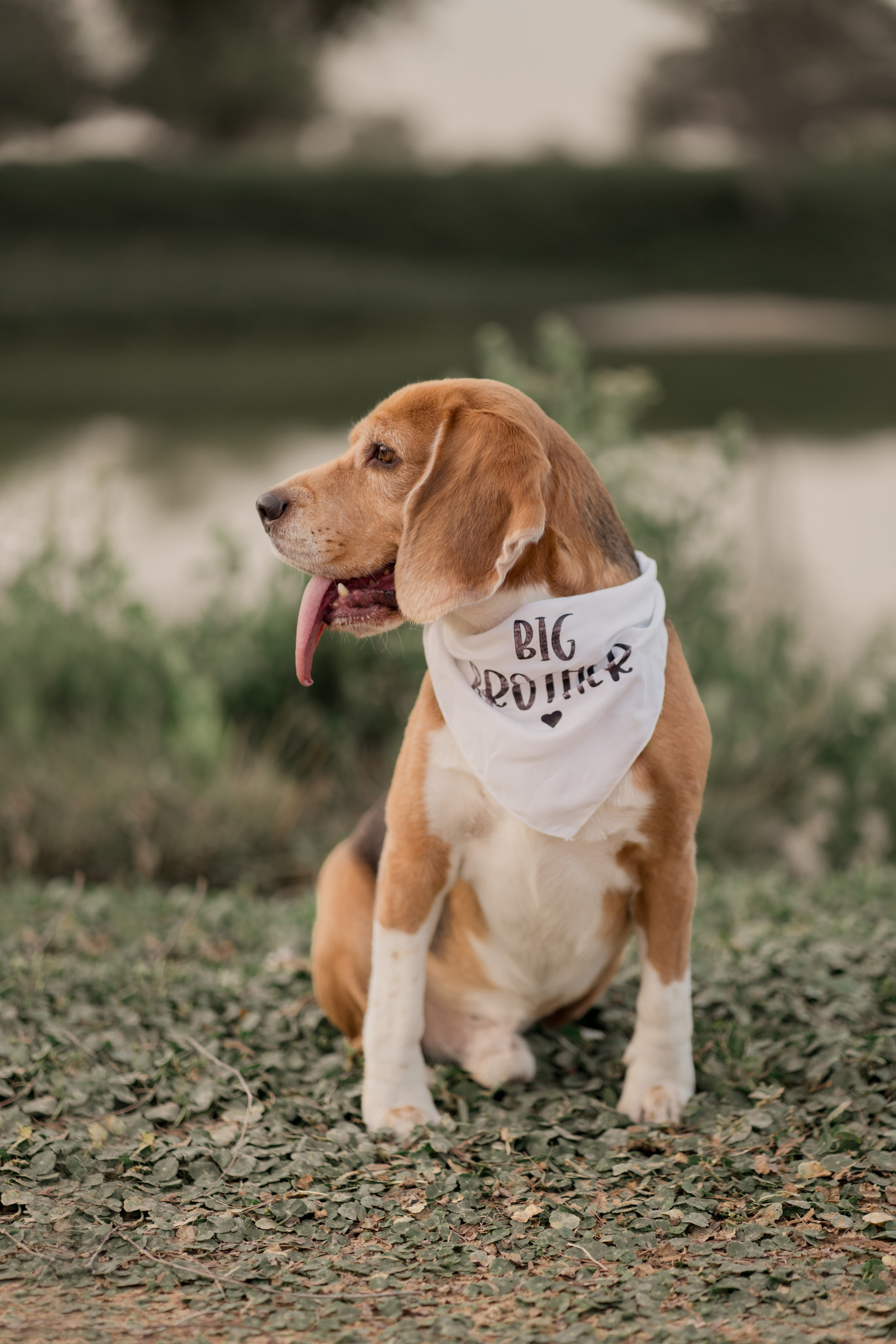 Furry Big brother. Angela Iakovleva — Family Photographer in Dubai