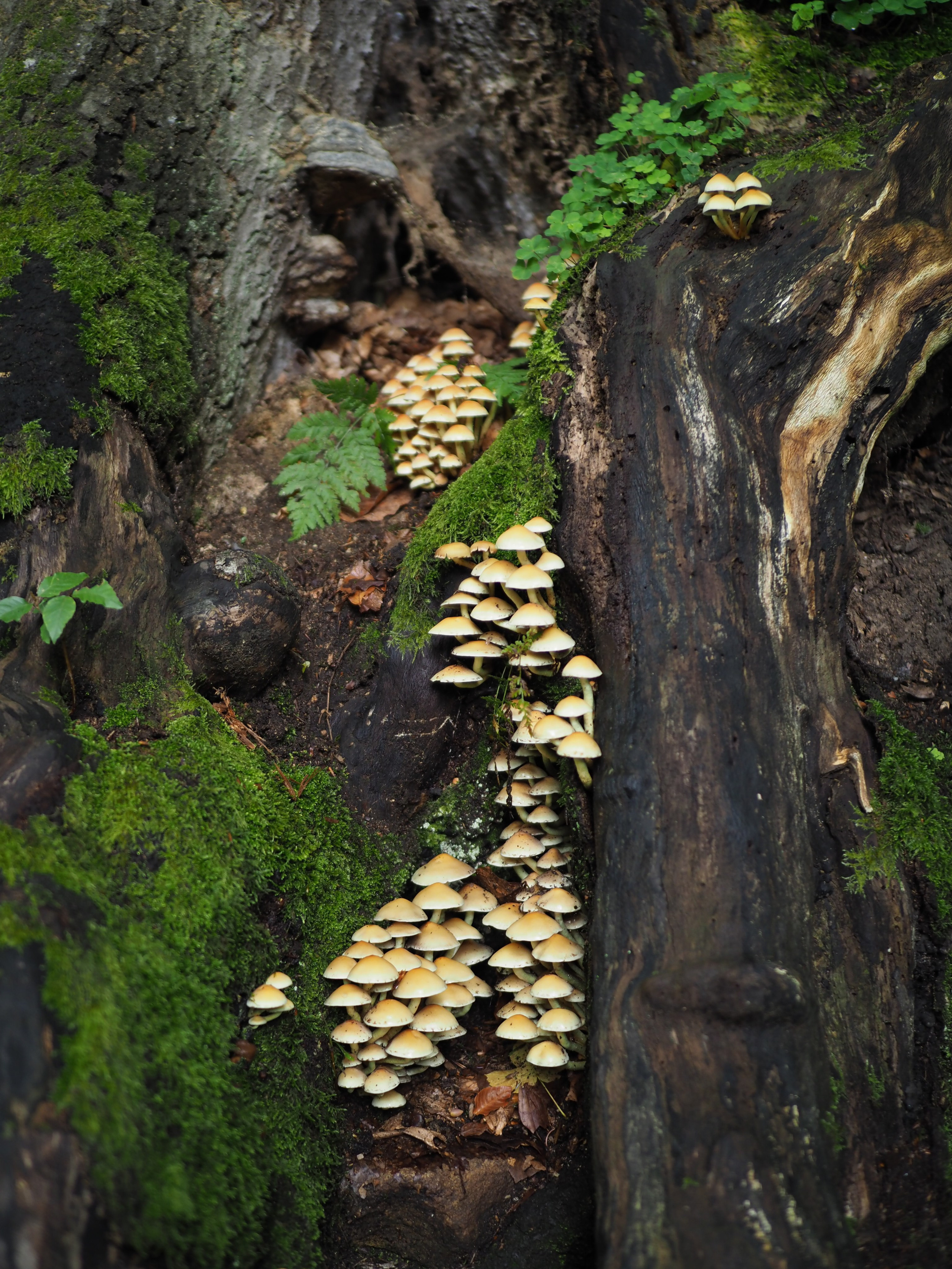 Paisajismo. Fotógrafa de Periodismo y Documentación, Teatro, Cine, Shooting para Modelos, Bodas, Bautizos, Comuniones, Familia y Eventos