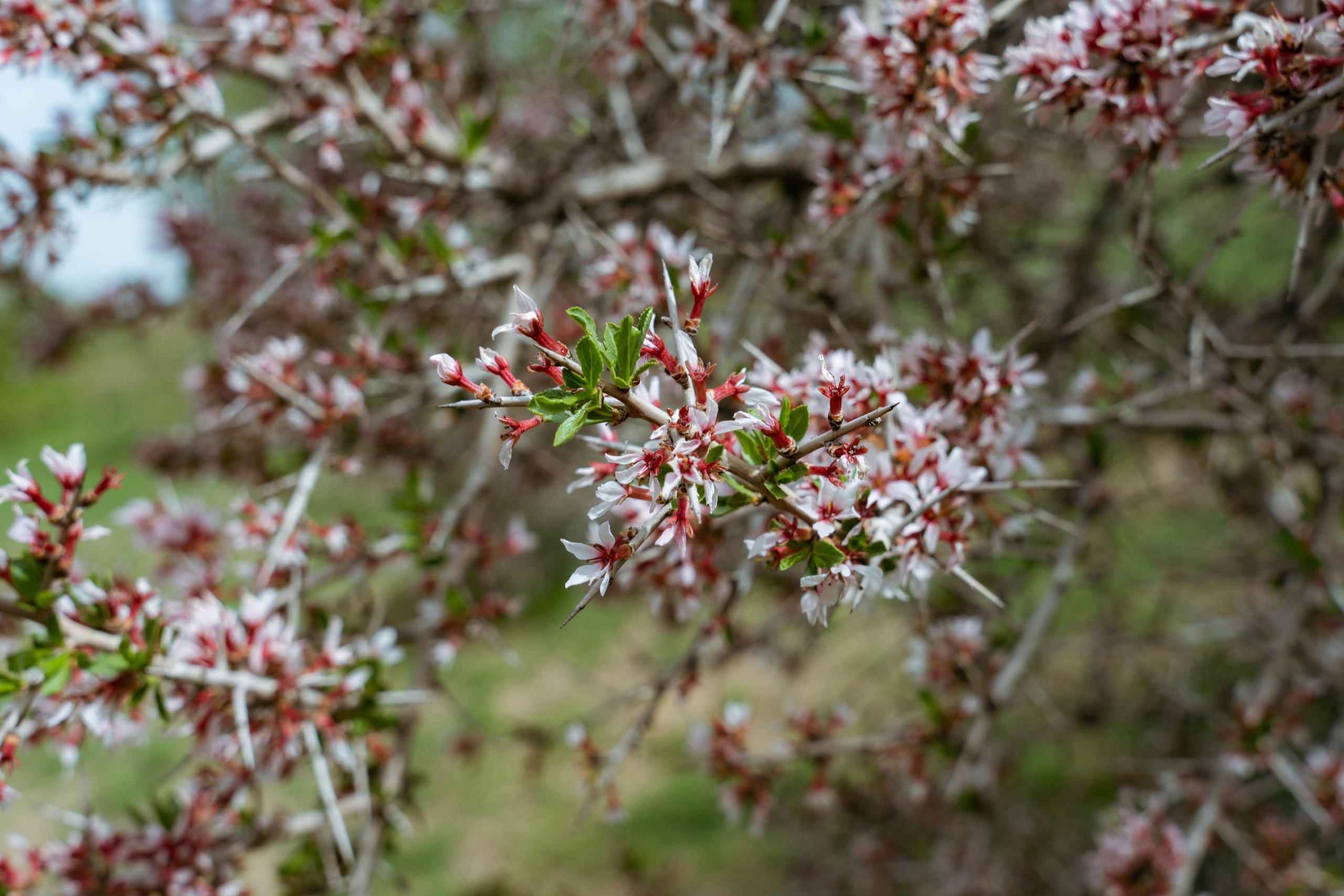 Поход в Азадбашсай. Георгий Намазов | Фотограф в Ташкенте