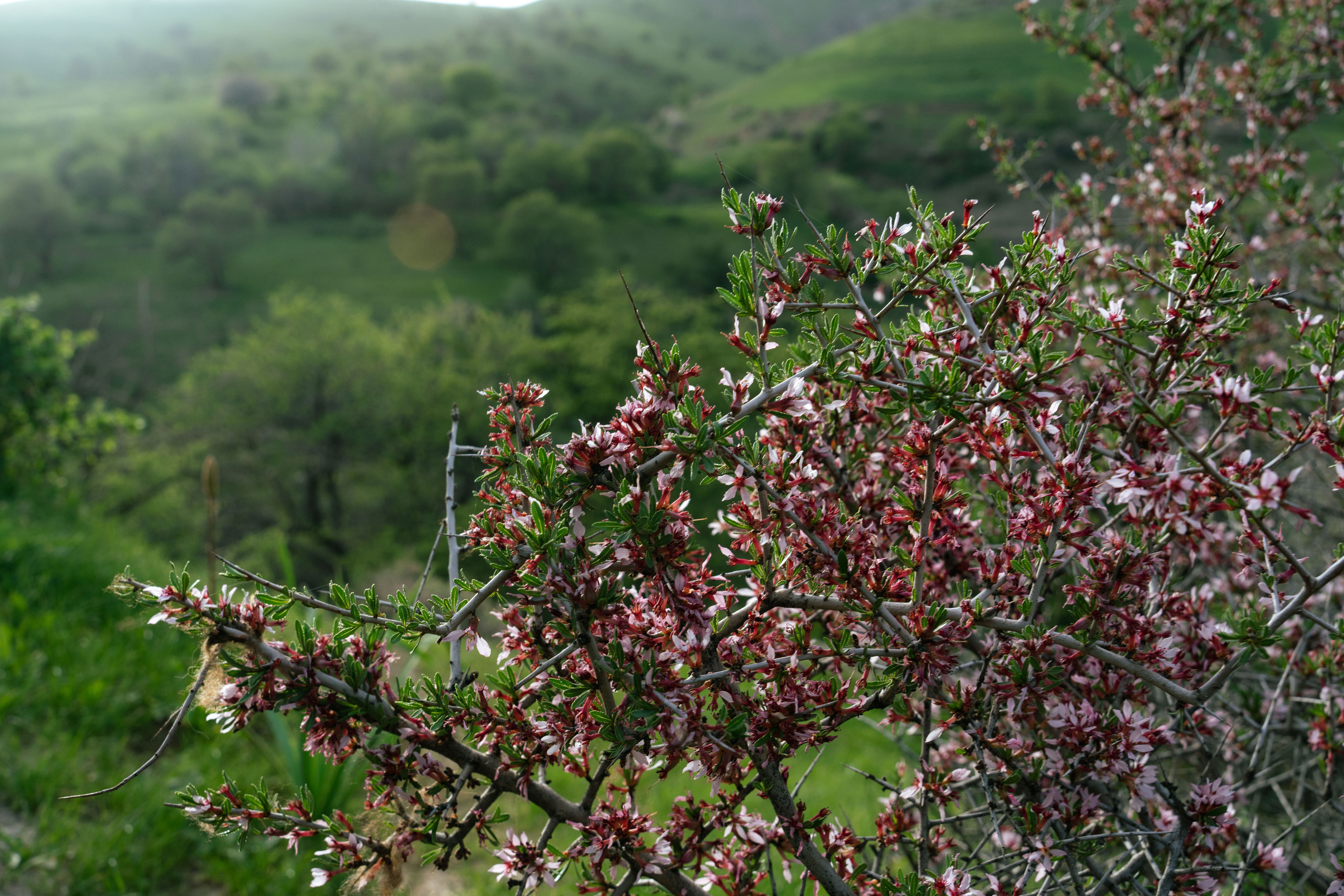 Поход в Азадбашсай. Георгий Намазов | Фотограф в Ташкенте
