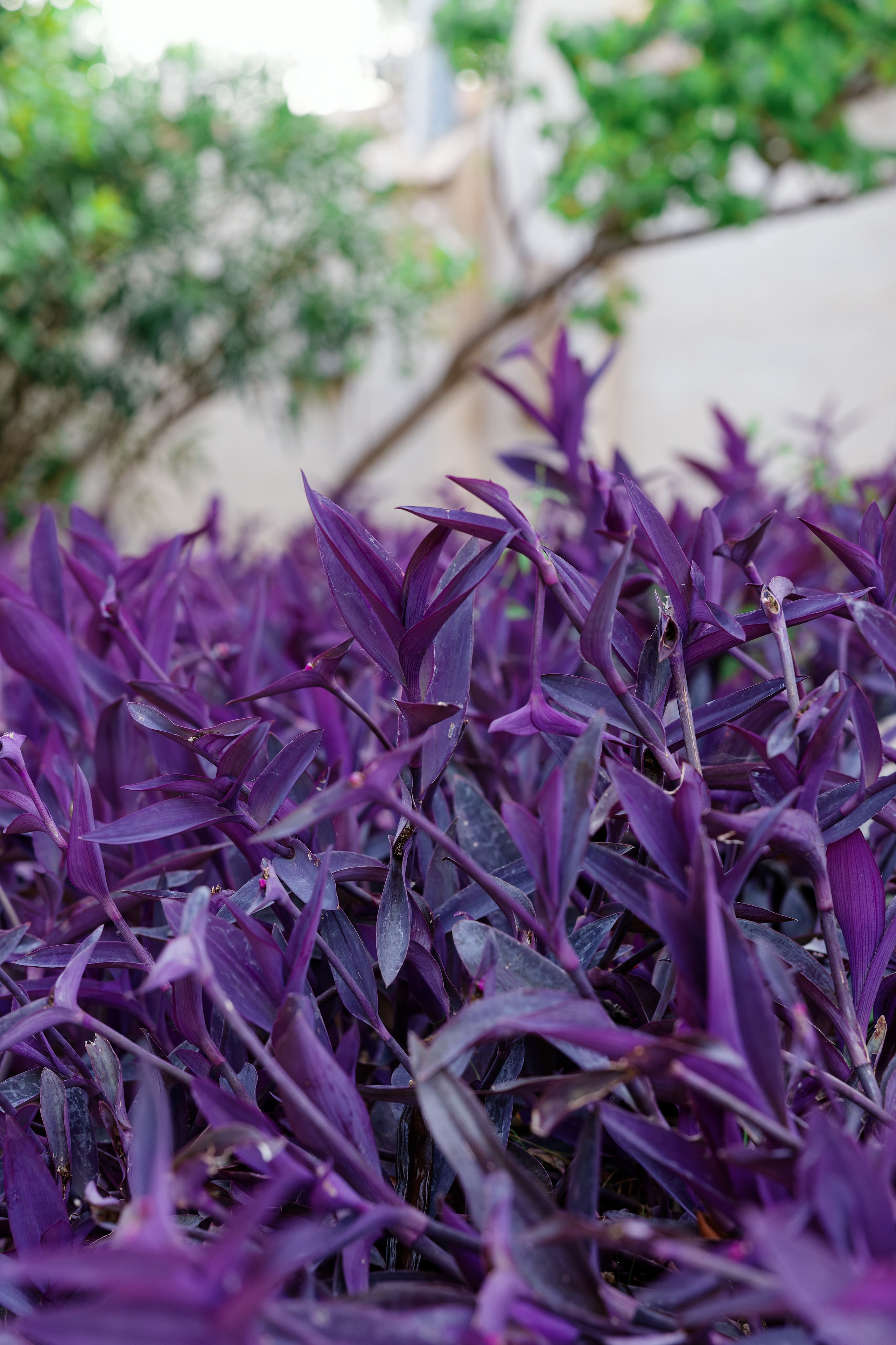 Haldi Ceremony & Mehndi Night & pre-wedding dinner, Barcelona