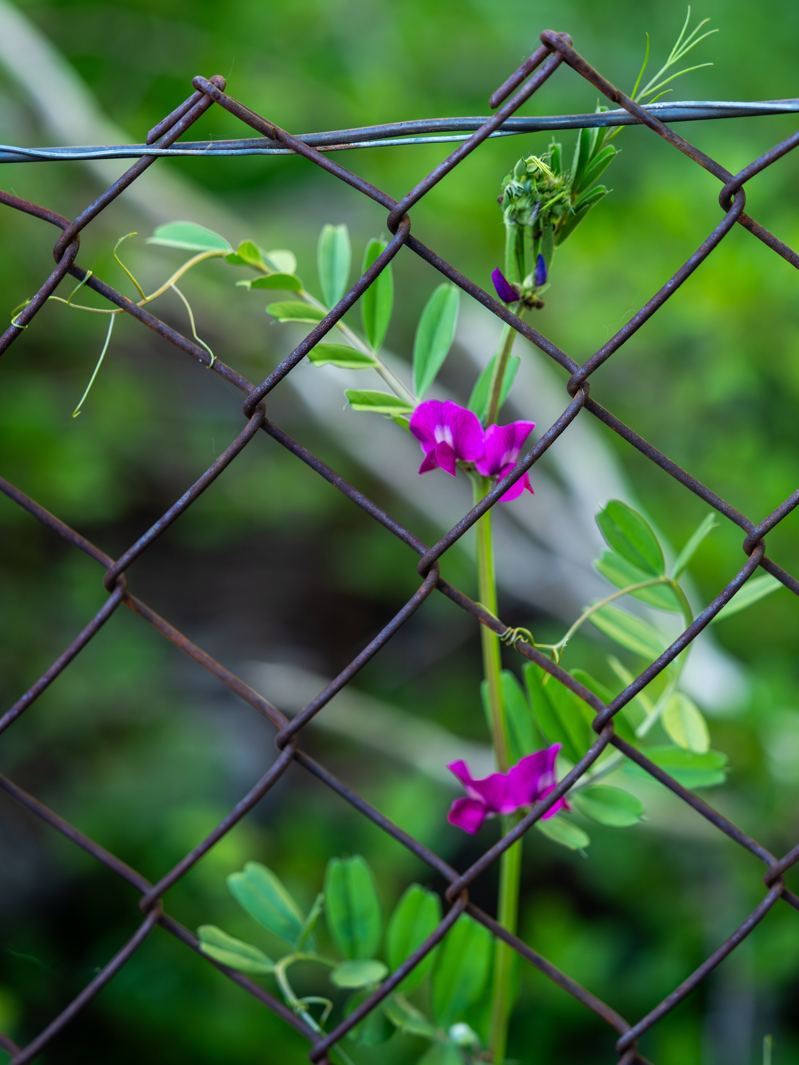 Paisajismo. Fotógrafa de Periodismo y Documentación, Teatro, Cine, Shooting para Modelos, Bodas, Bautizos, Comuniones, Familia y Eventos