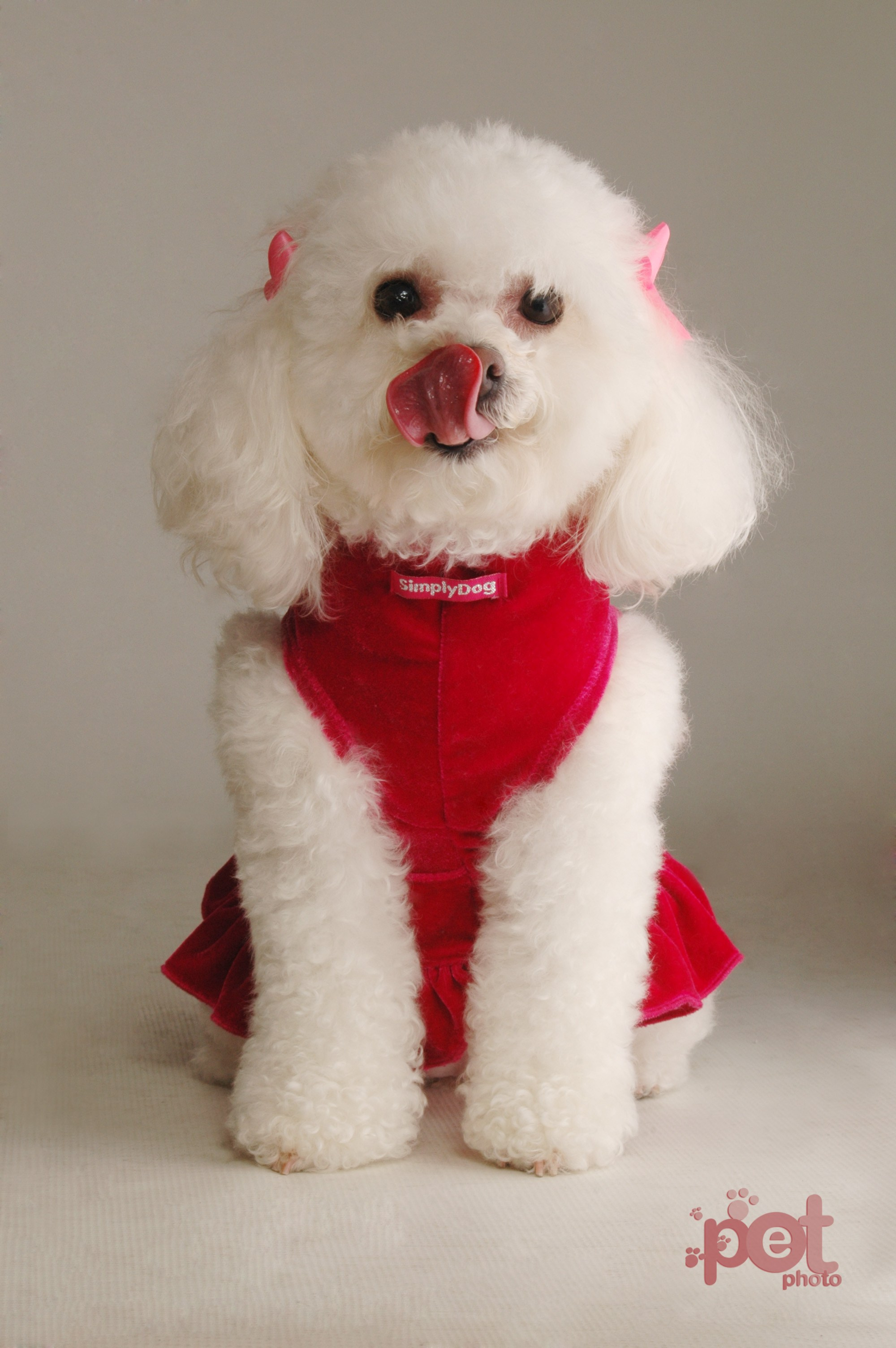 Family, kids & Pets. Estudio de fotografia en Tijuana