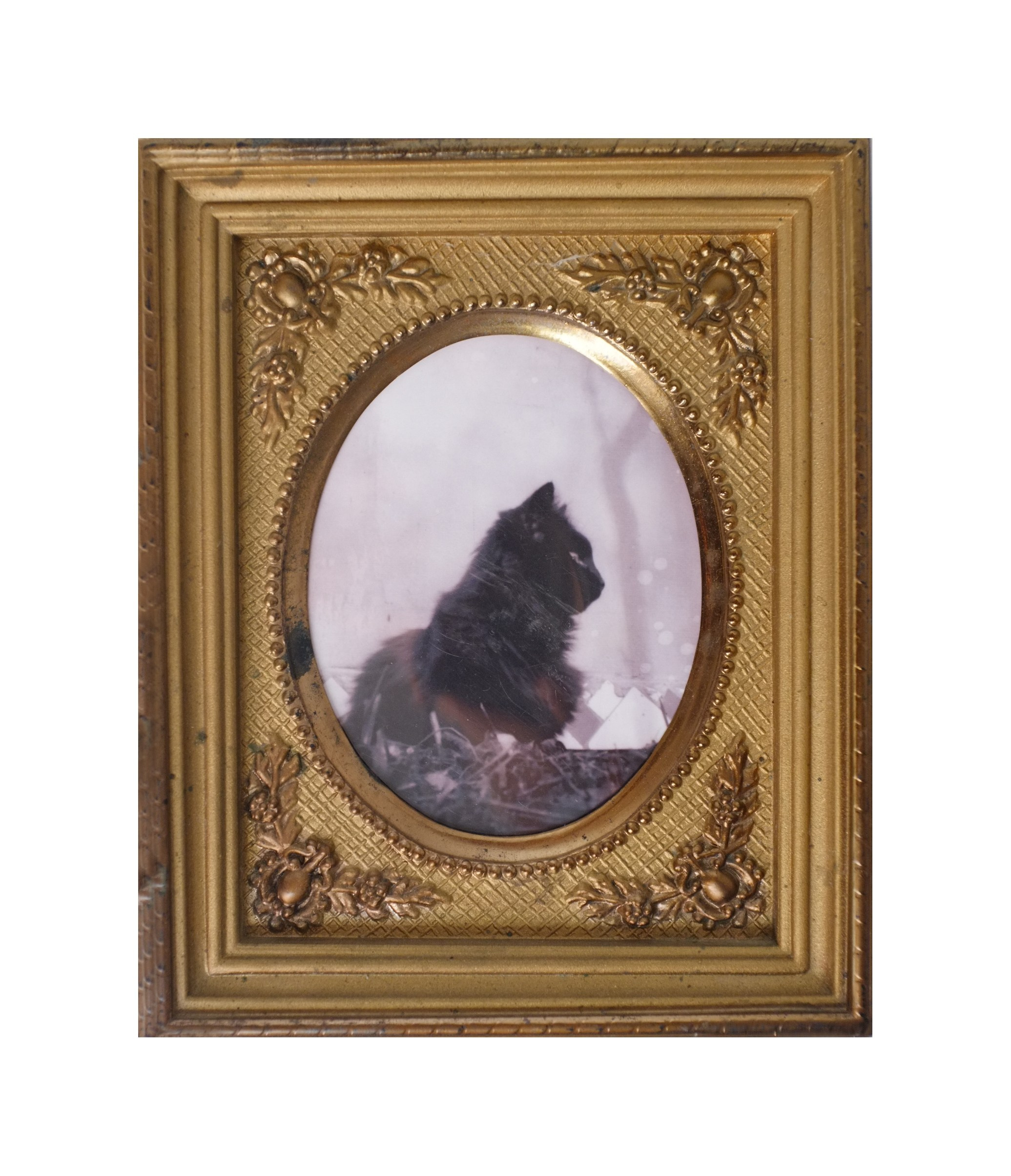 Cat Caravan. Natalia Parfenova visual artist film photographer