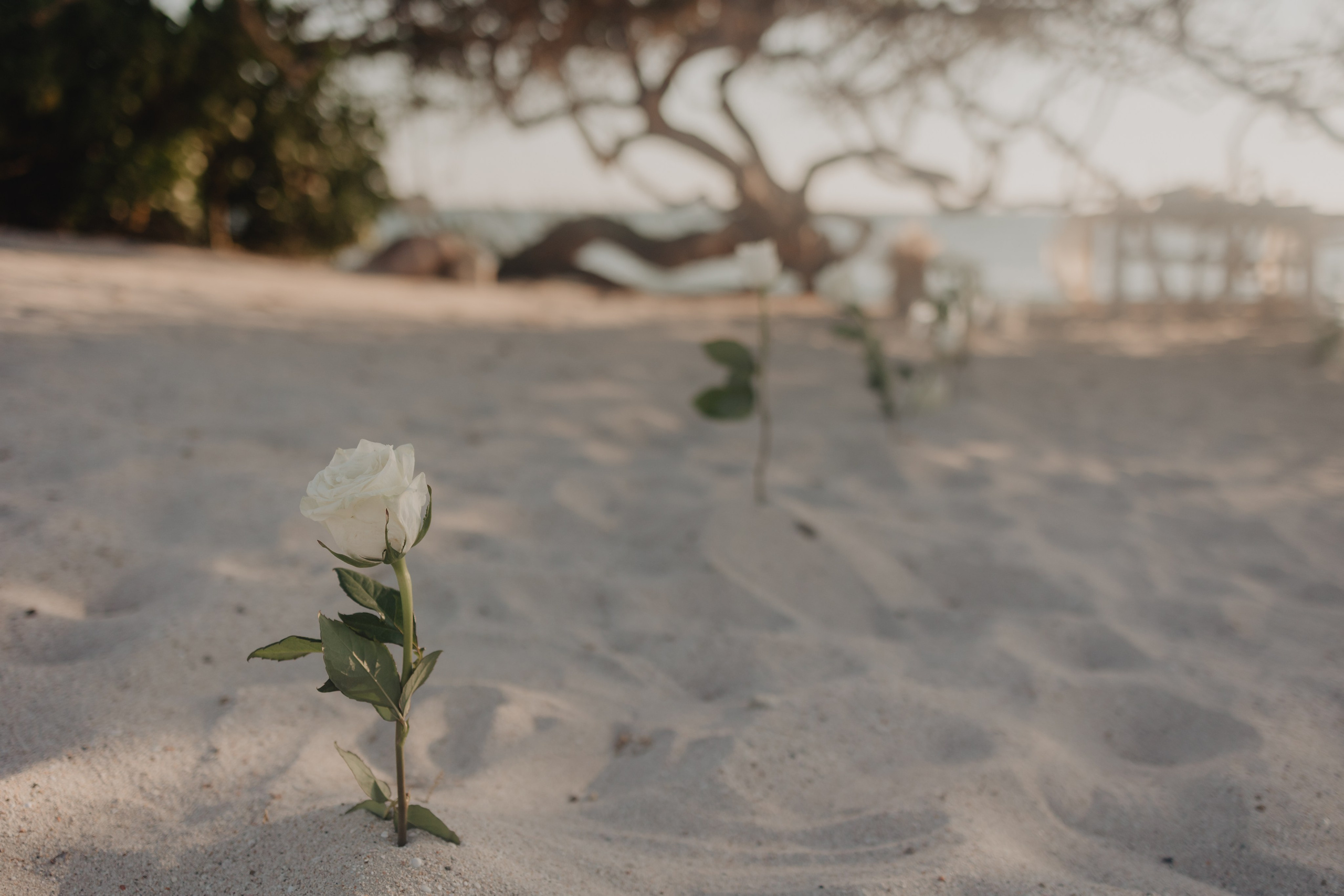 Punta Mita Engagement Session: Love Framed by the Pacific