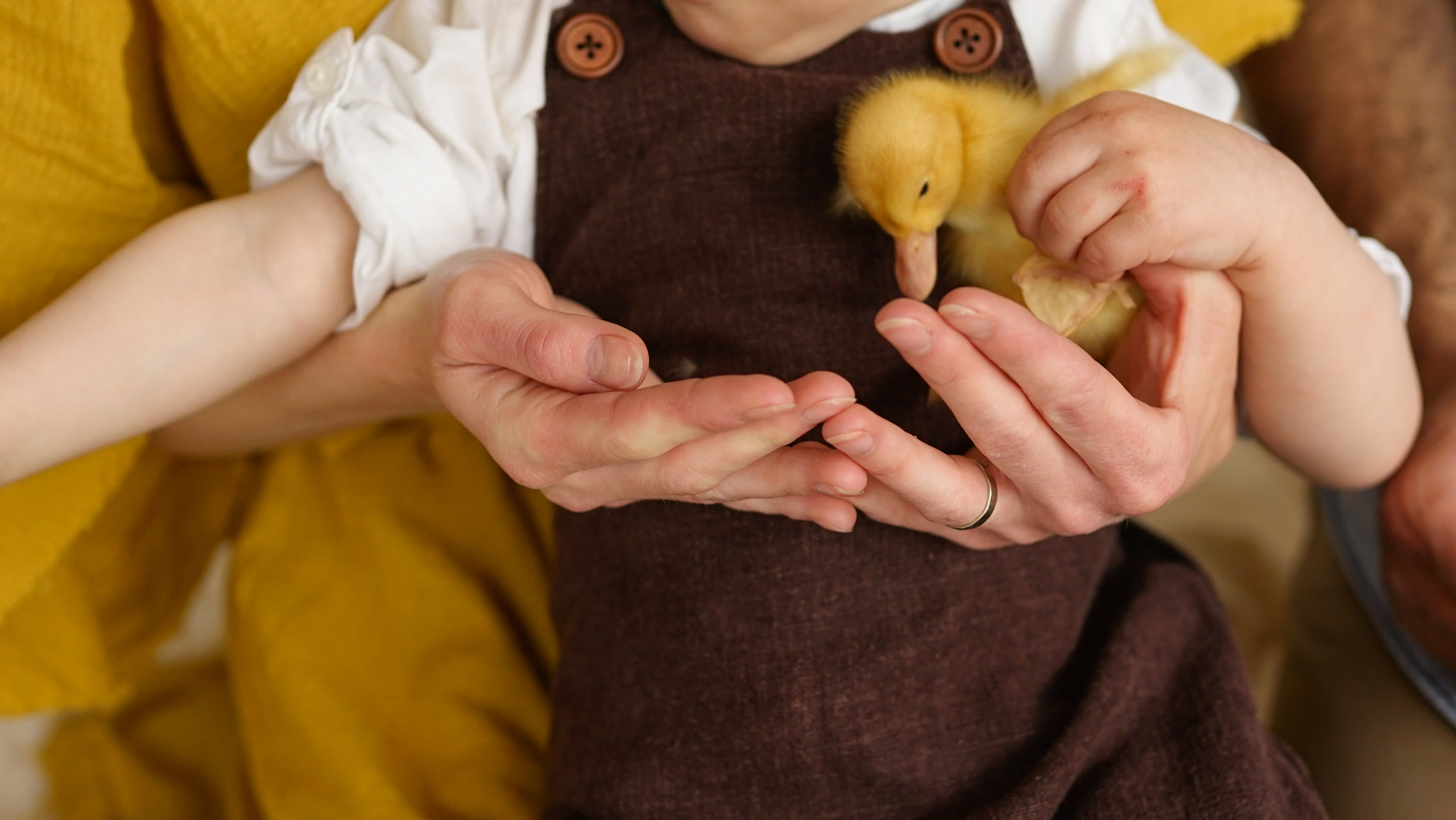 Ședințe Foto de Paște Brașov: Gălbenuș | Mădălina Beda. Madalina Beda- Artist vizual, fotograf, doula la nastere, consultant babywearing Brasov si in toata tara