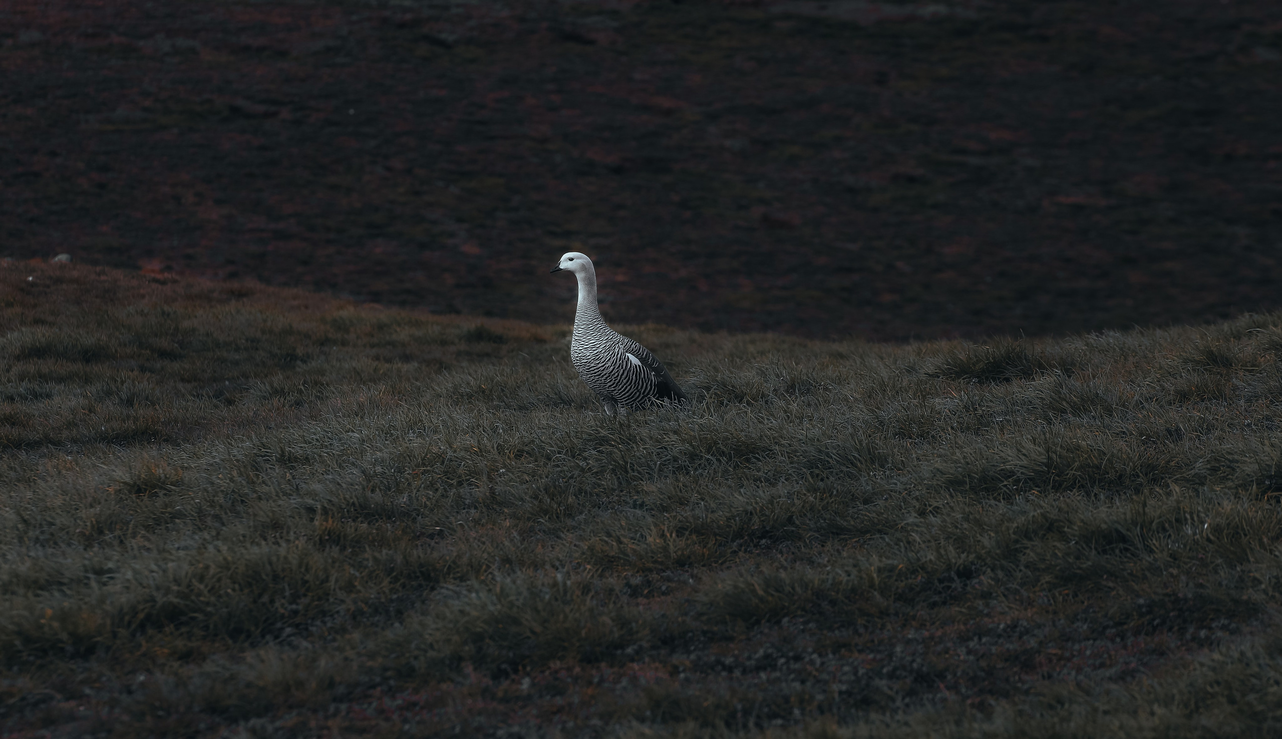 PATAGONIE. Photographe Karen Tatevosian
